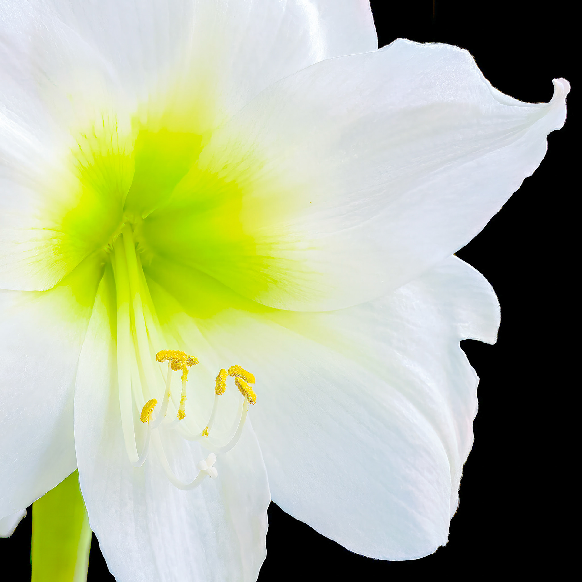 Gold Ribbon - Flowers