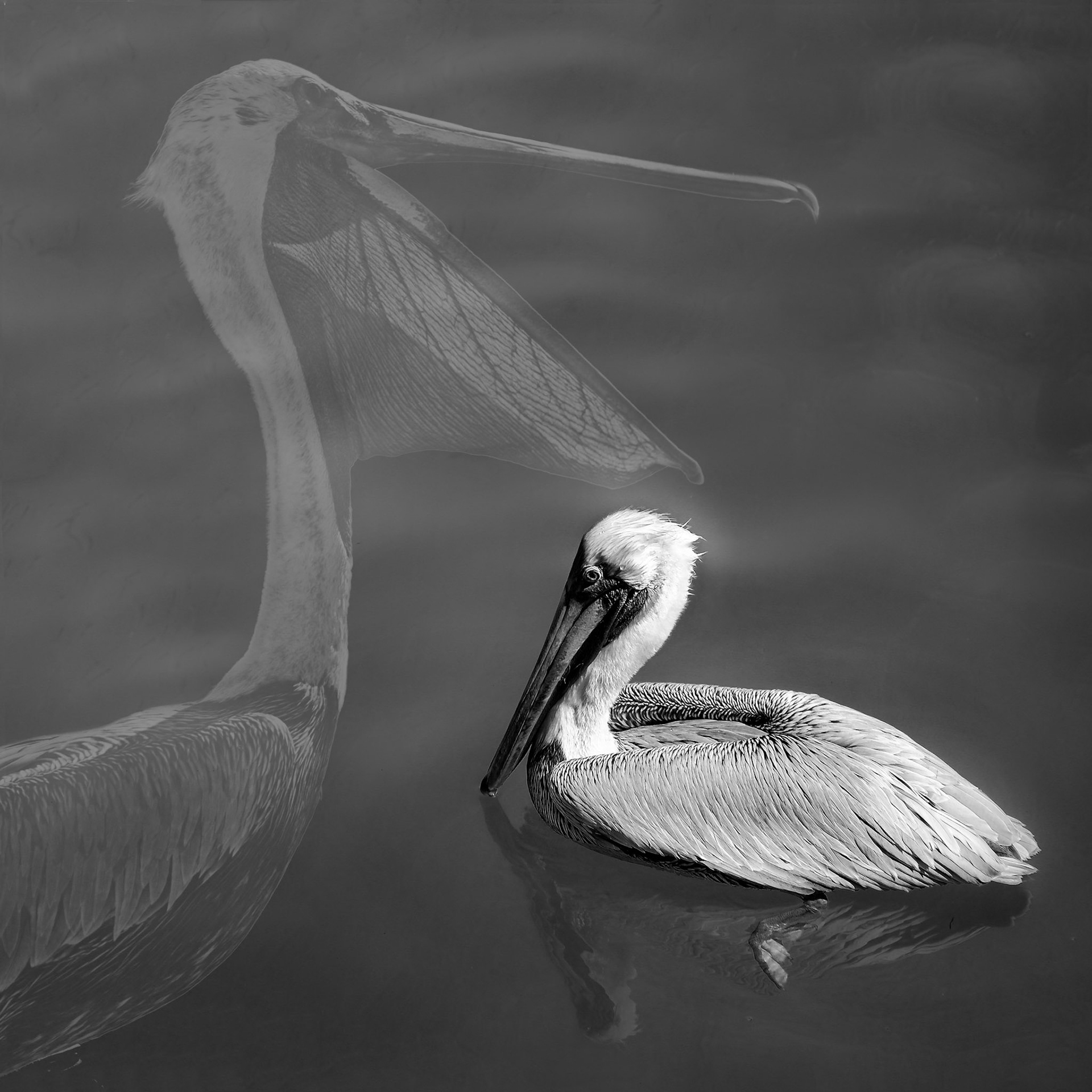 Blue Ribbon - Black &amp; White Mar 1, 2016