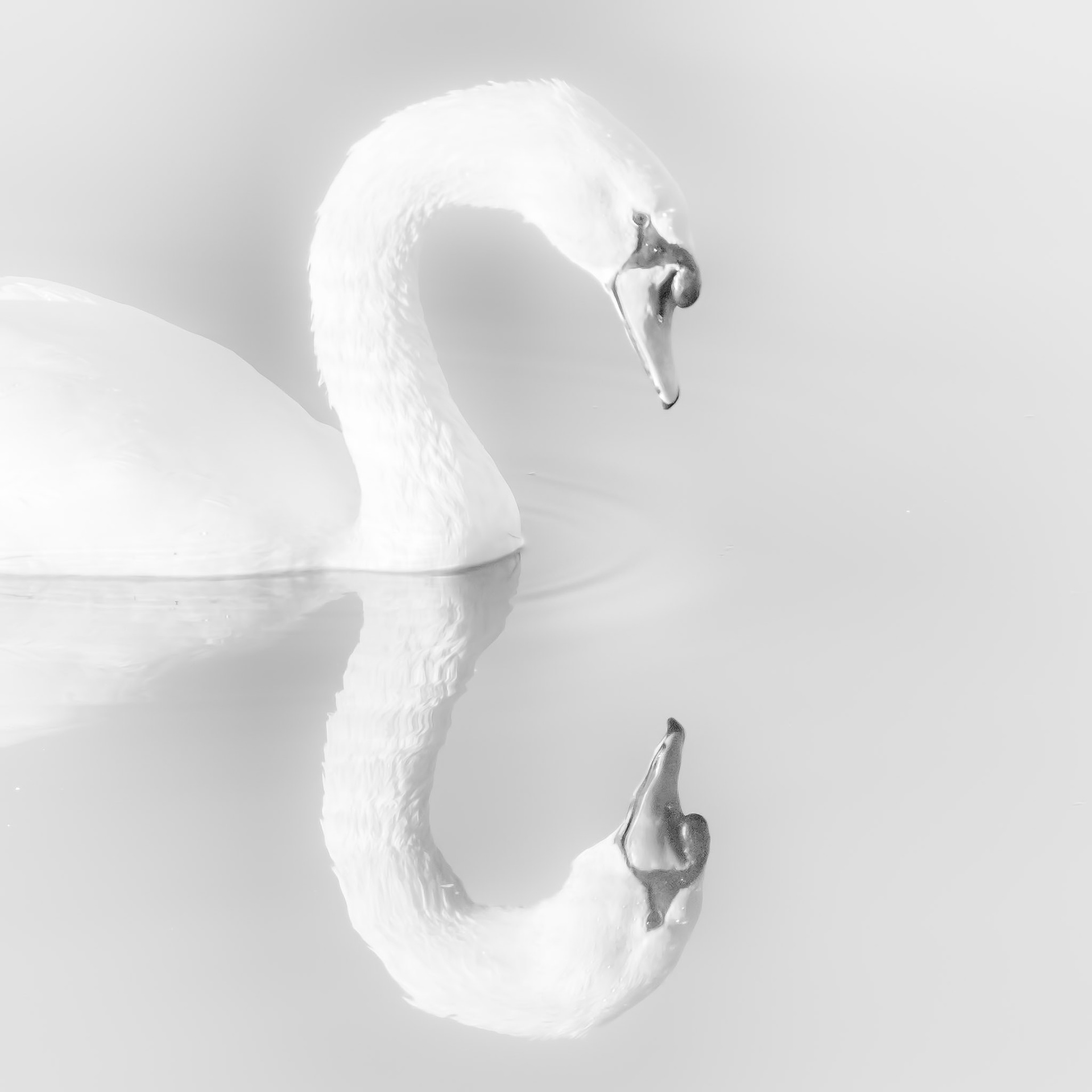 081