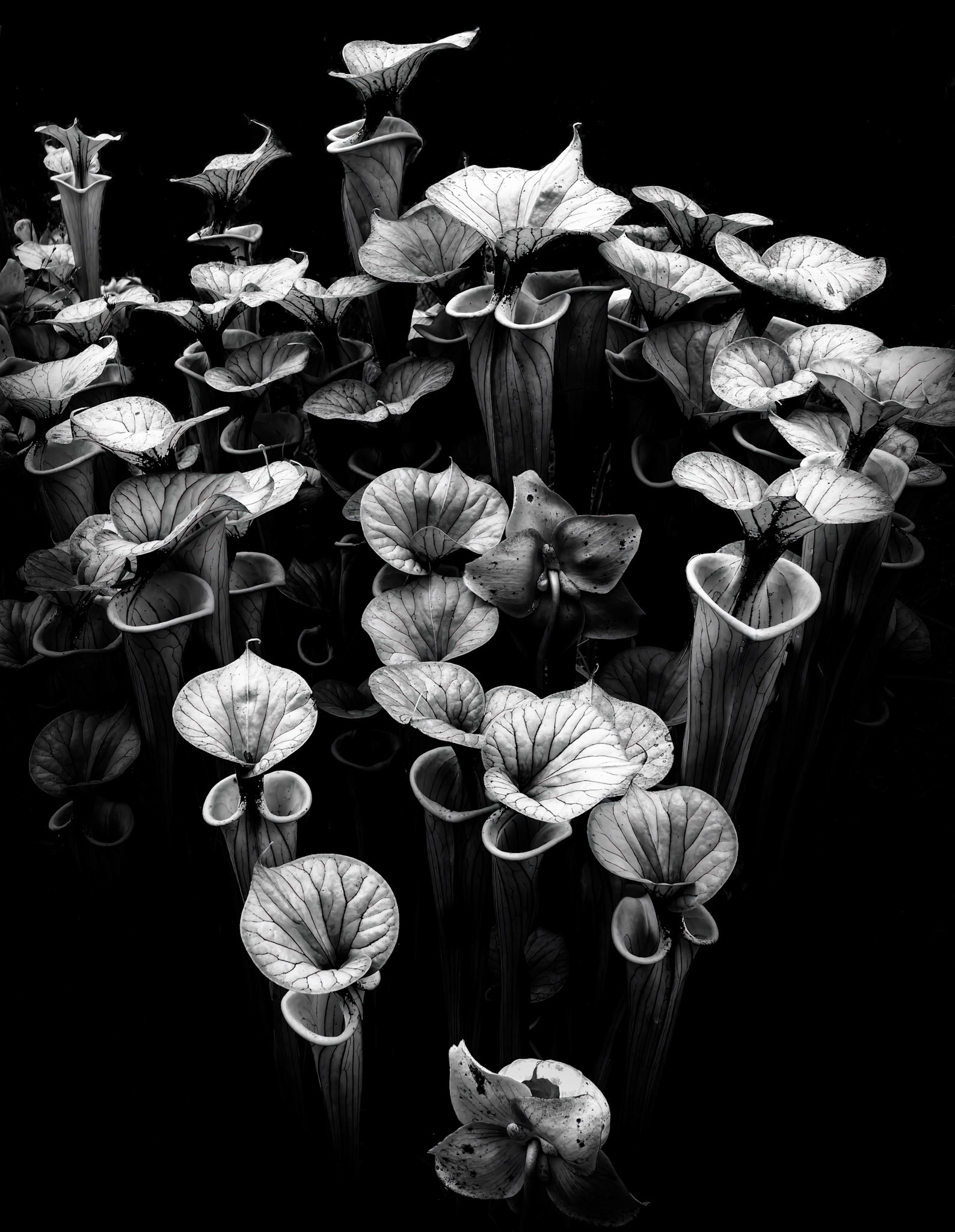 Blue Ribbon - B/W Mar 02, 2026