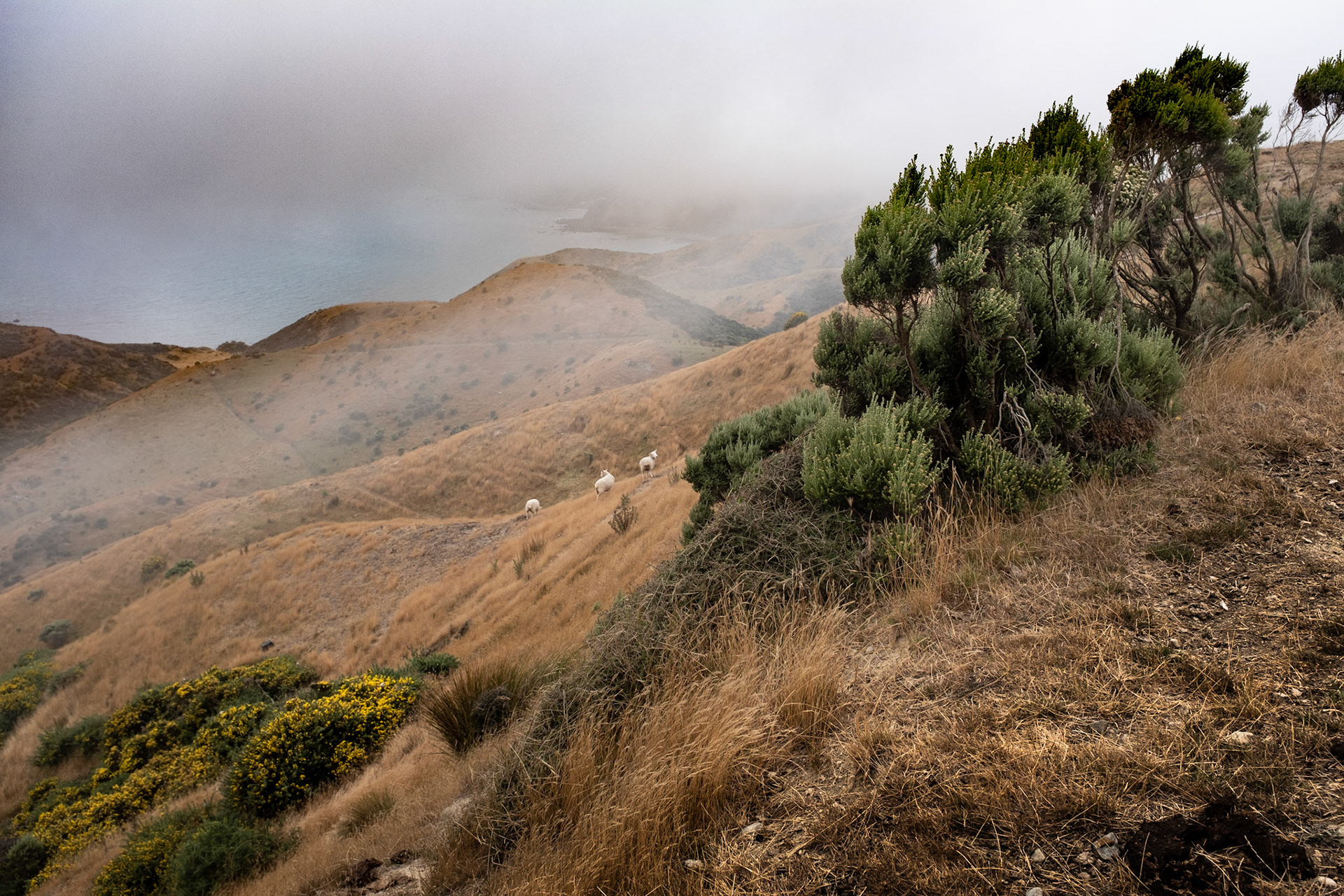 Wellington