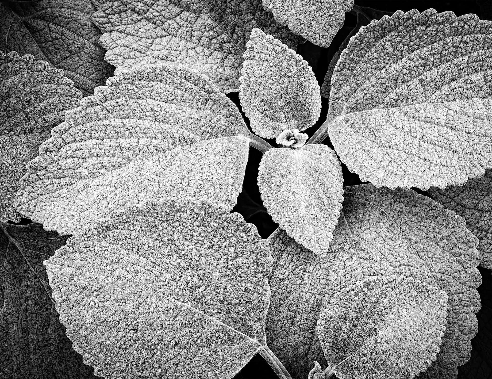 Blue Ribbon - B/W Nov 7, 2023