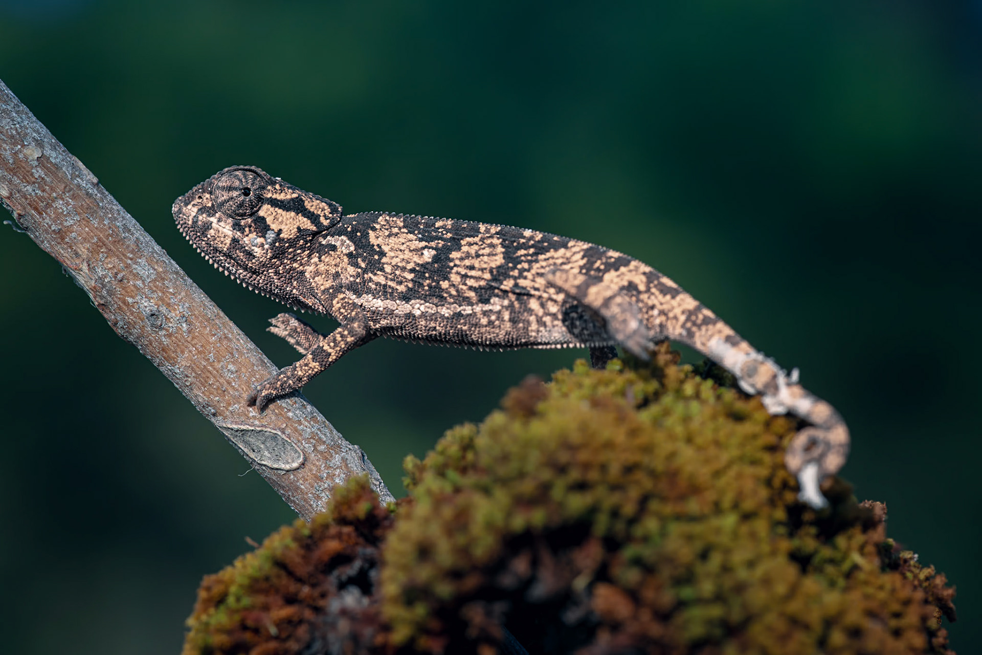 The Great Spine of Africa Expeditions: Upper Zambezi