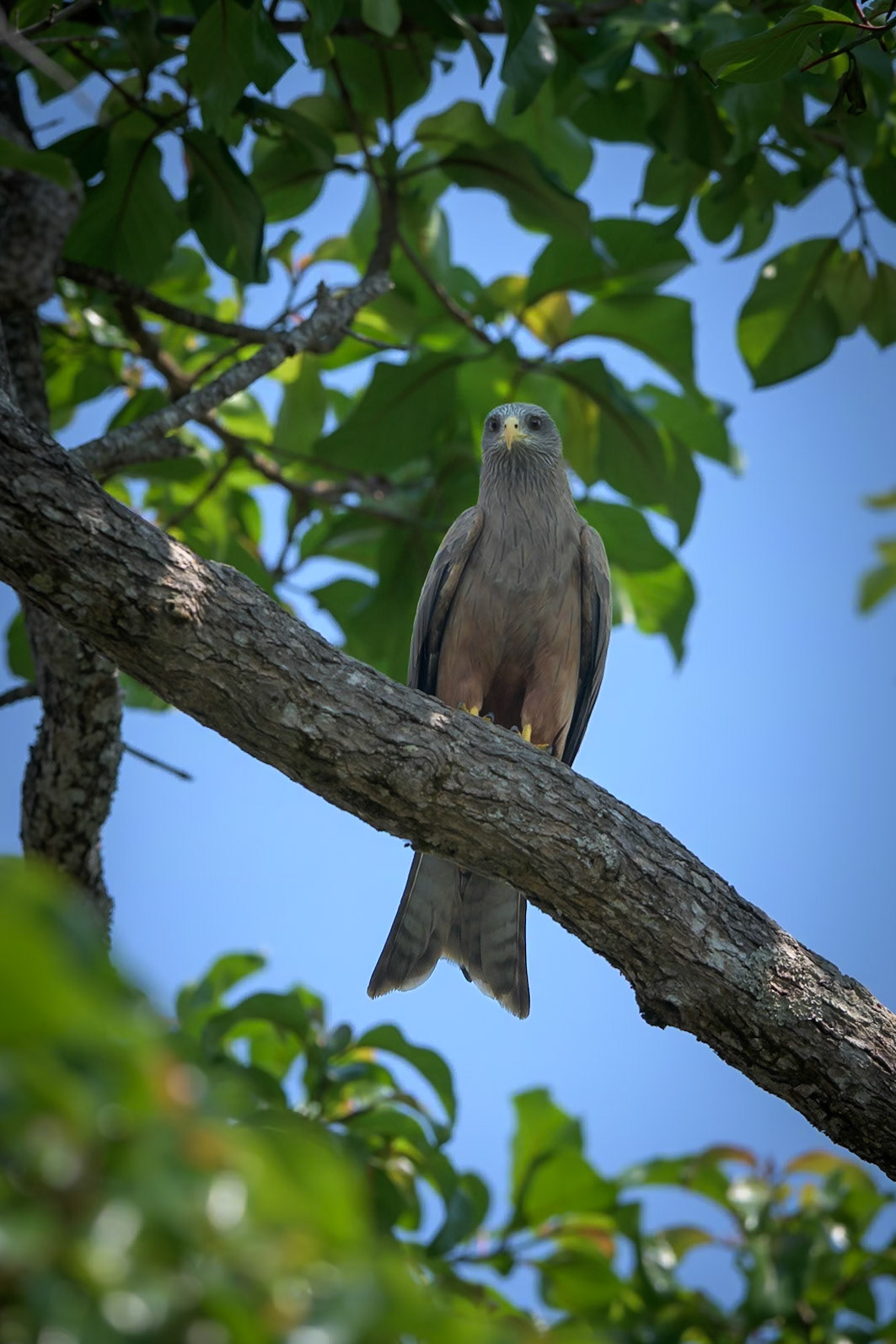 The Great Spine of Africa Expeditions: Upper Zambezi