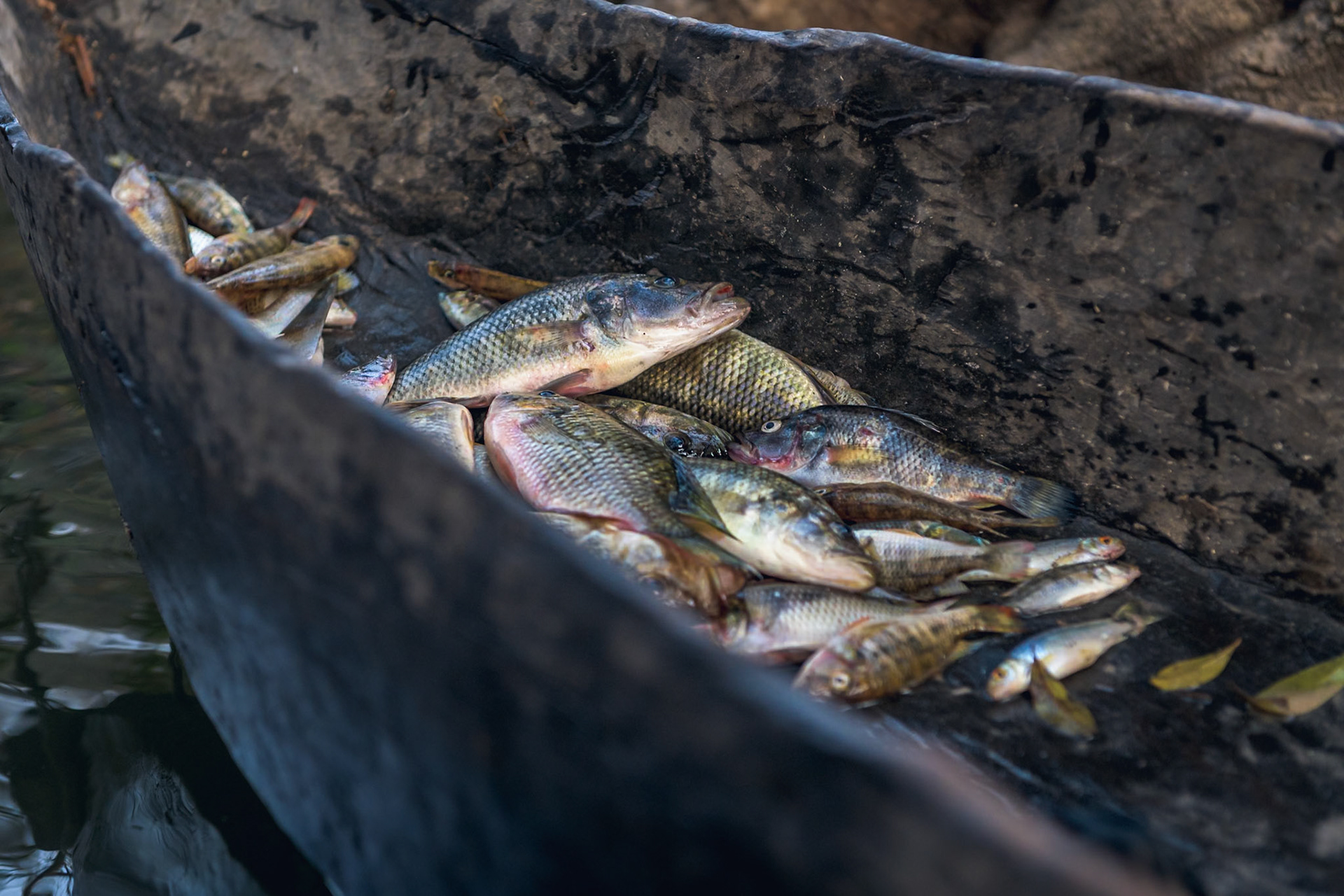 The Great Spine of Africa Expeditions: Upper Zambezi