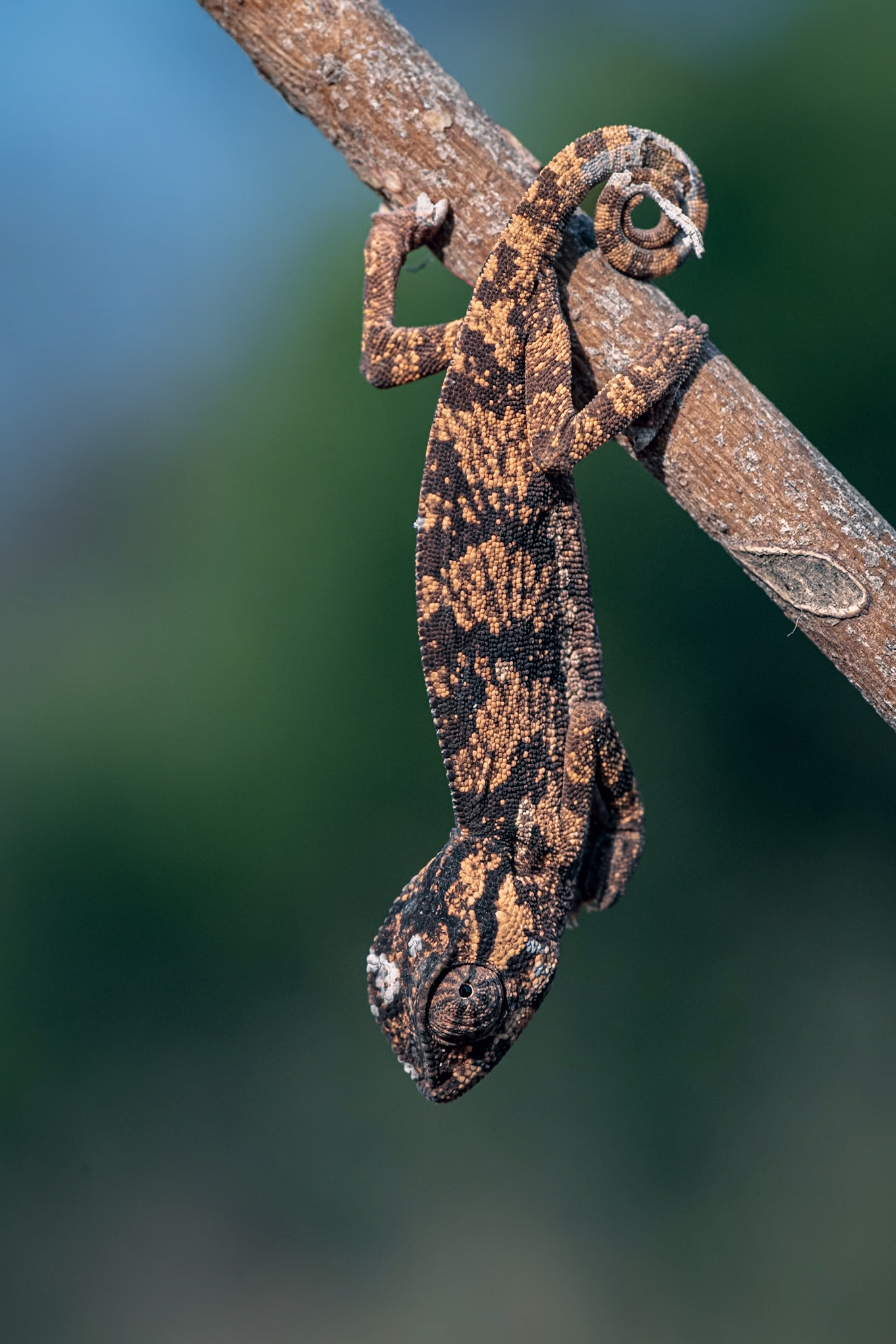 The Great Spine of Africa Expeditions: Upper Zambezi