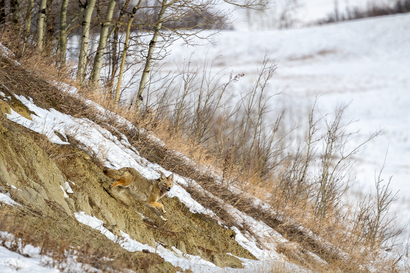 coyote