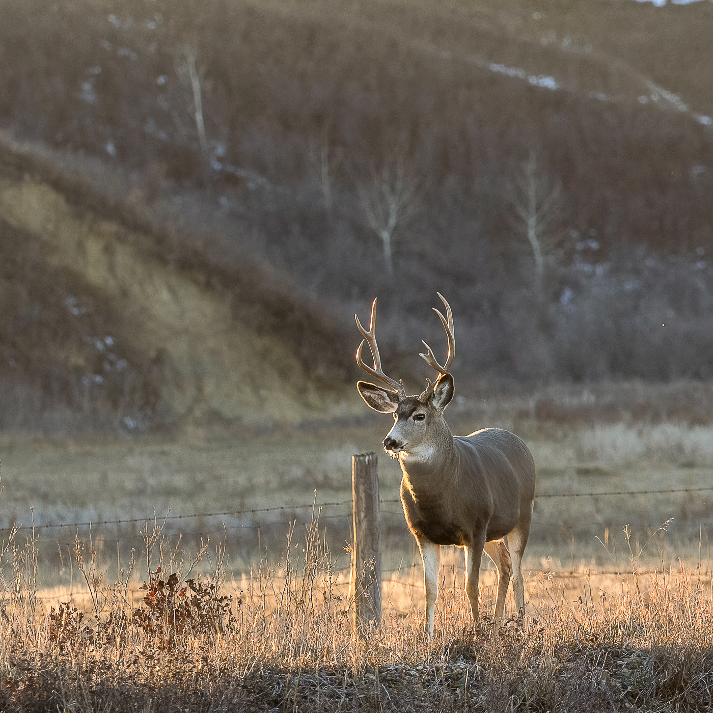 male white tail deer
