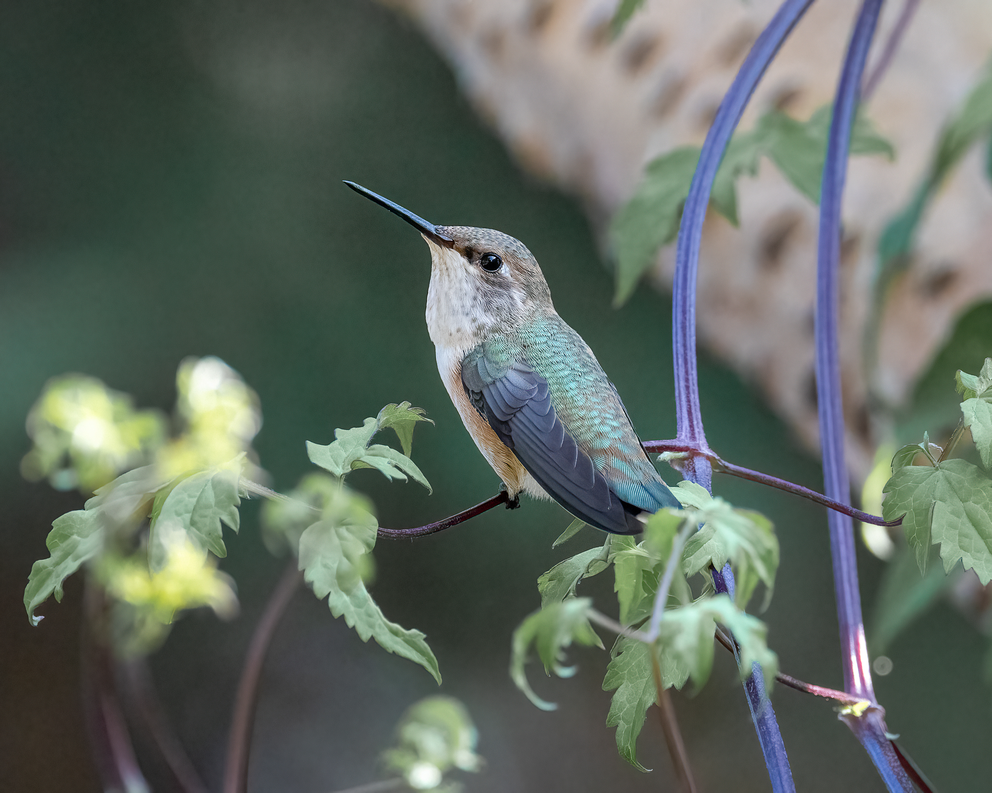 rufous