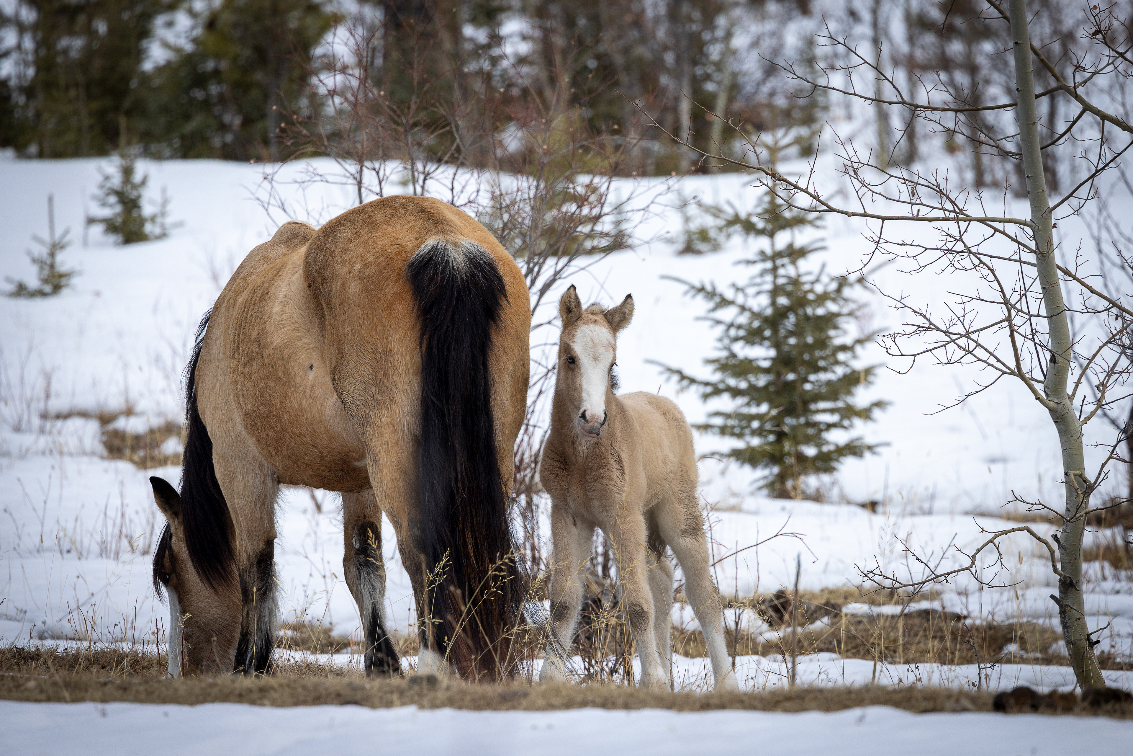 springs first foal