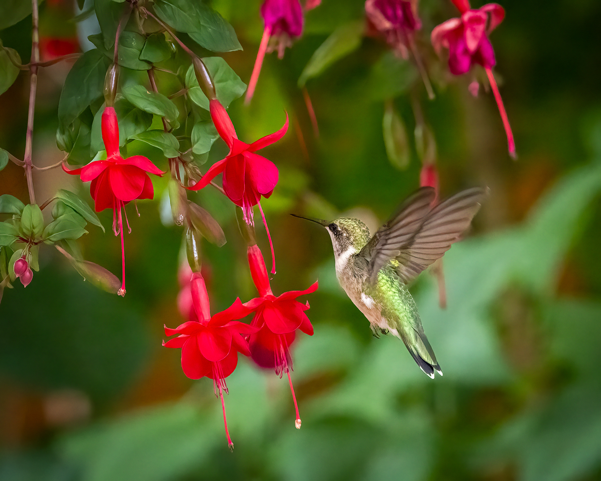 ruby throat