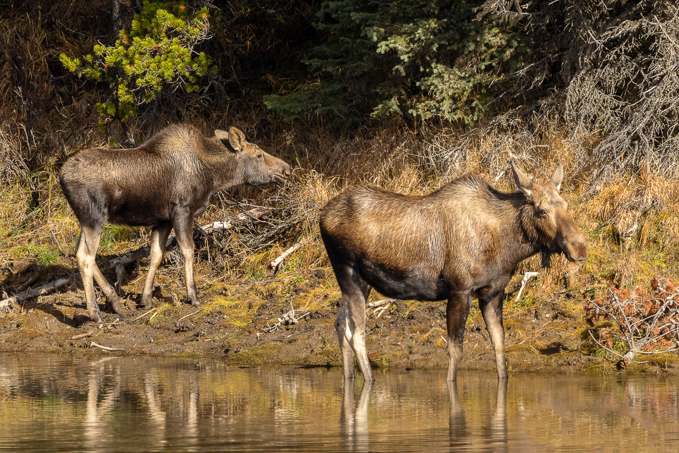 moose and her calf