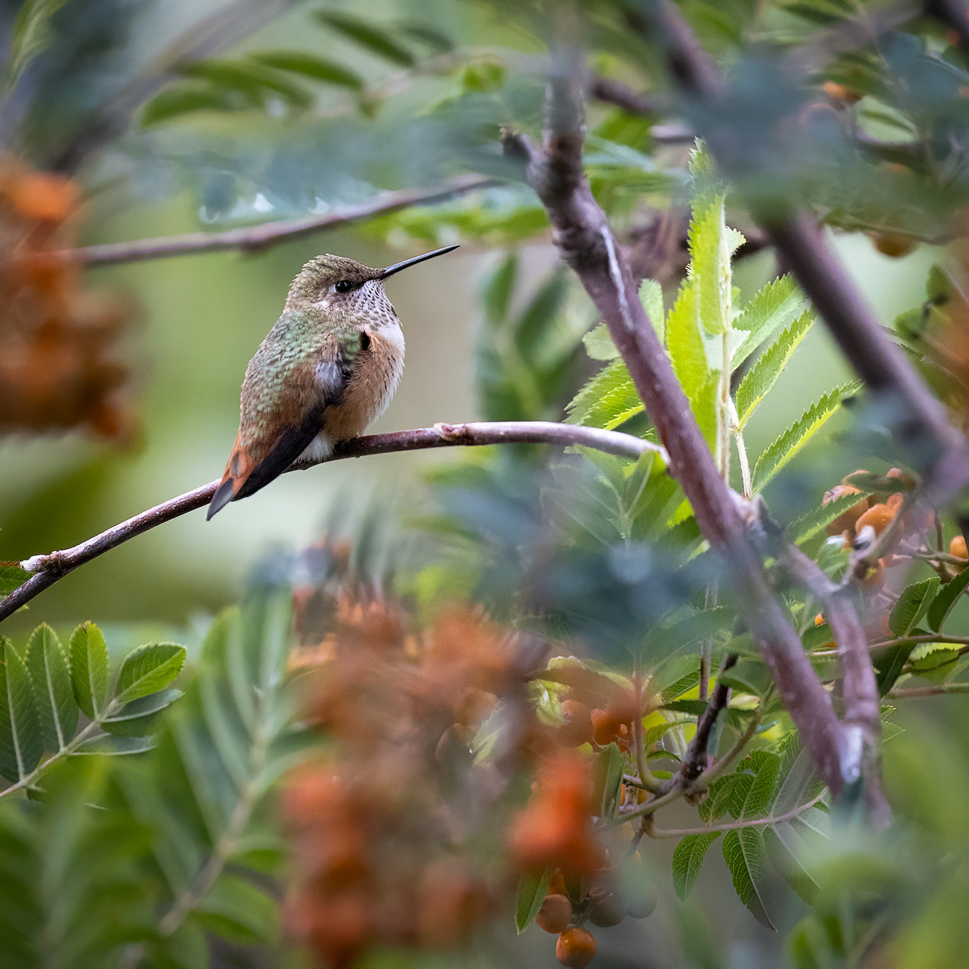 rufous