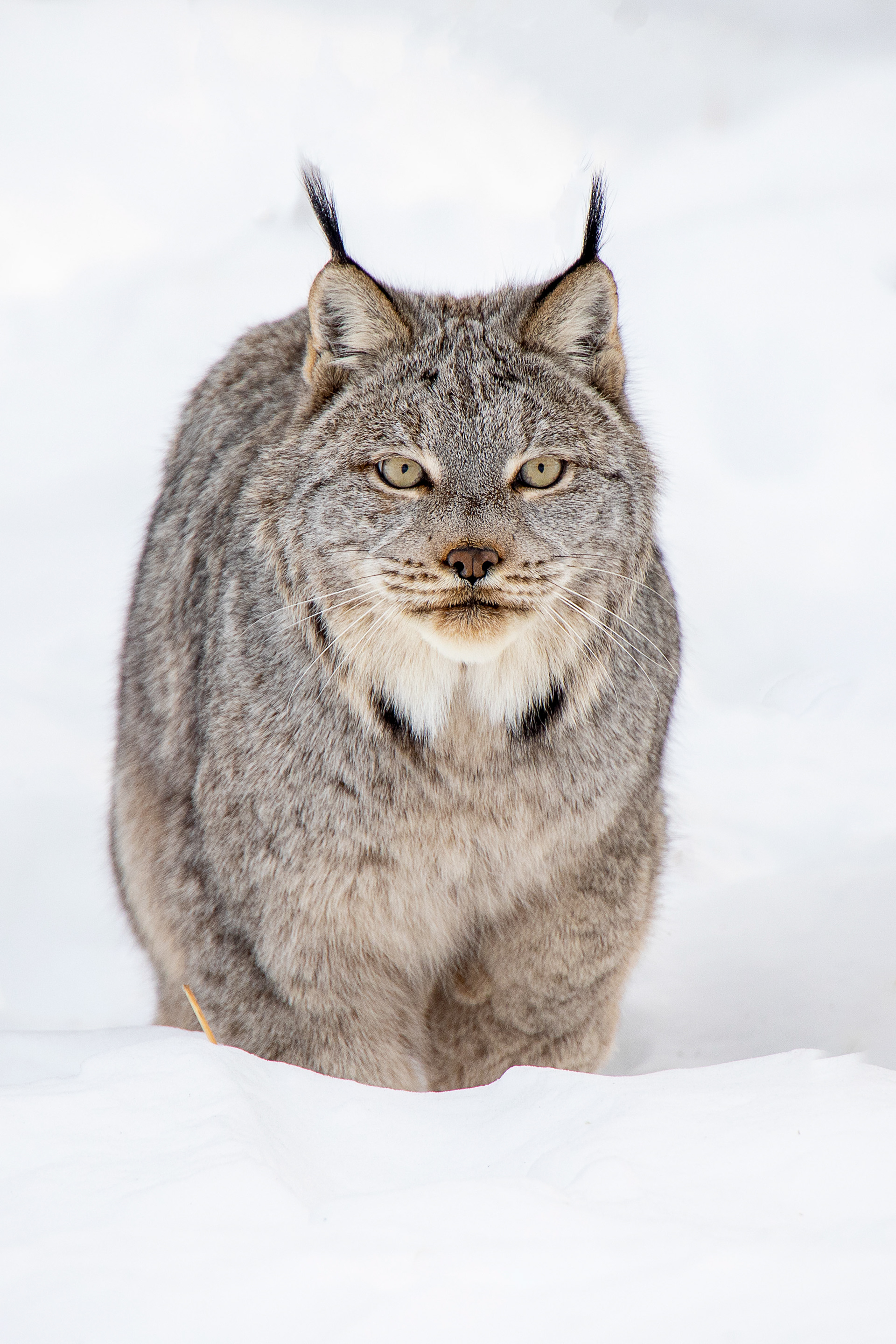 lynx