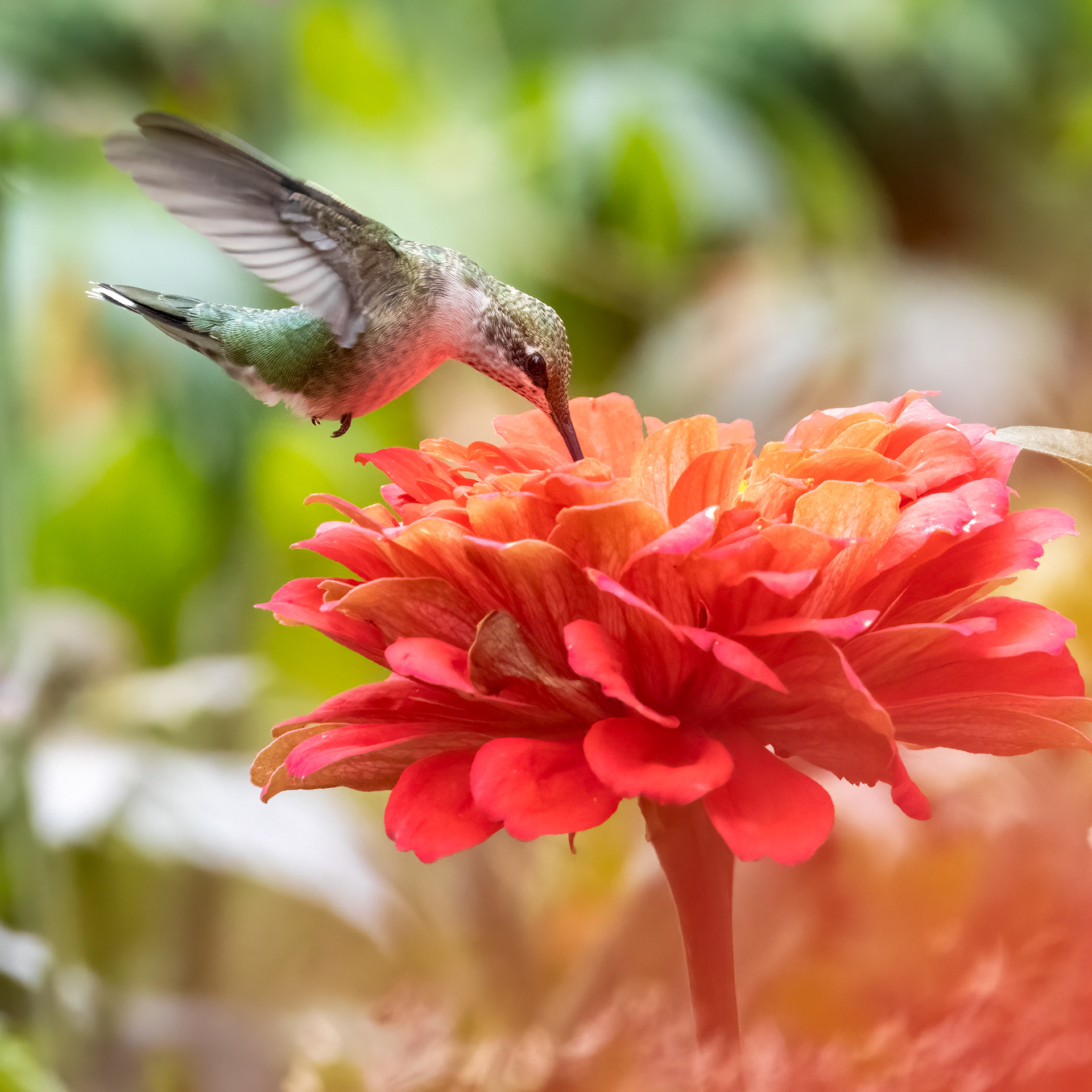 zinnia love