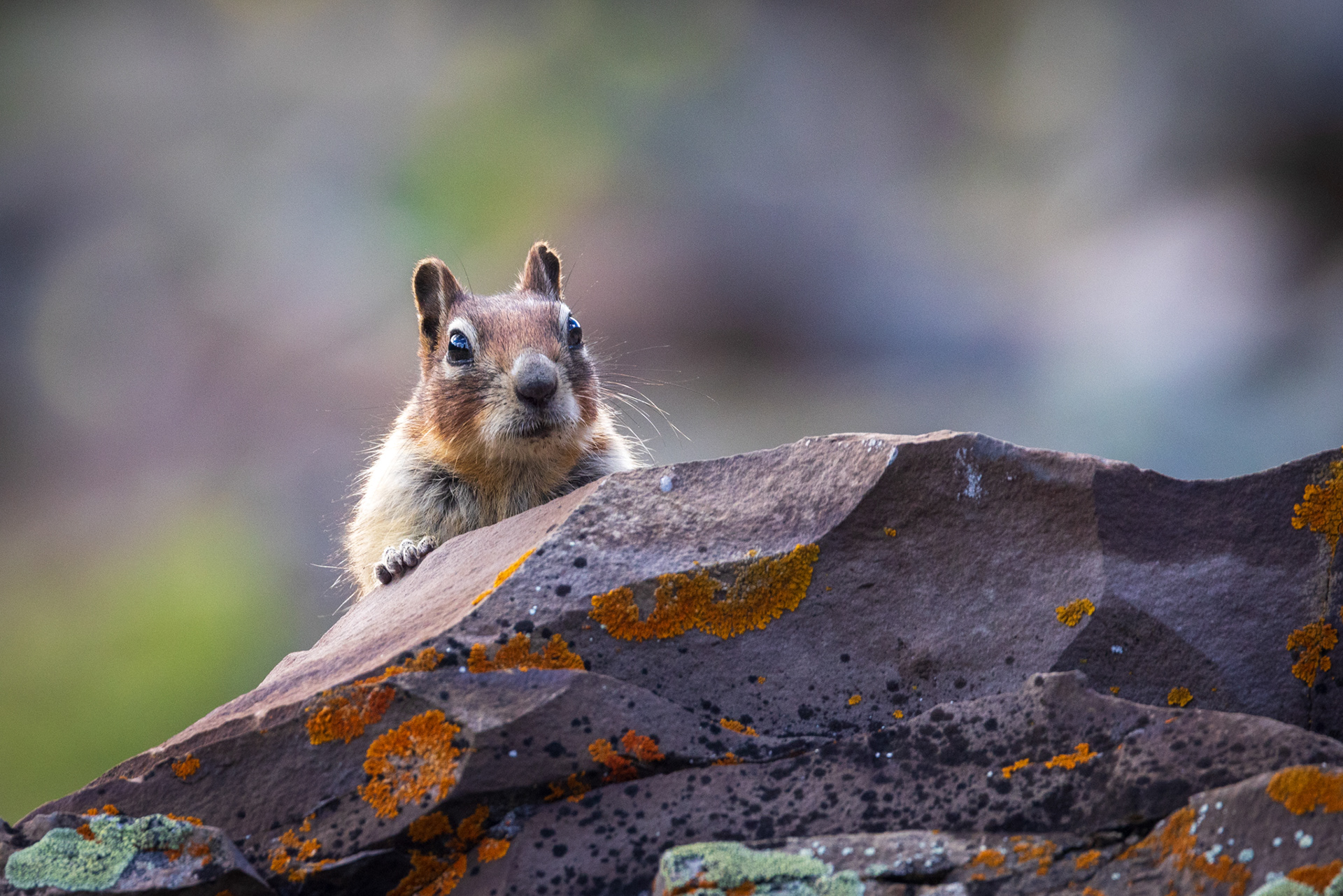 Columbian Ground Squirrel