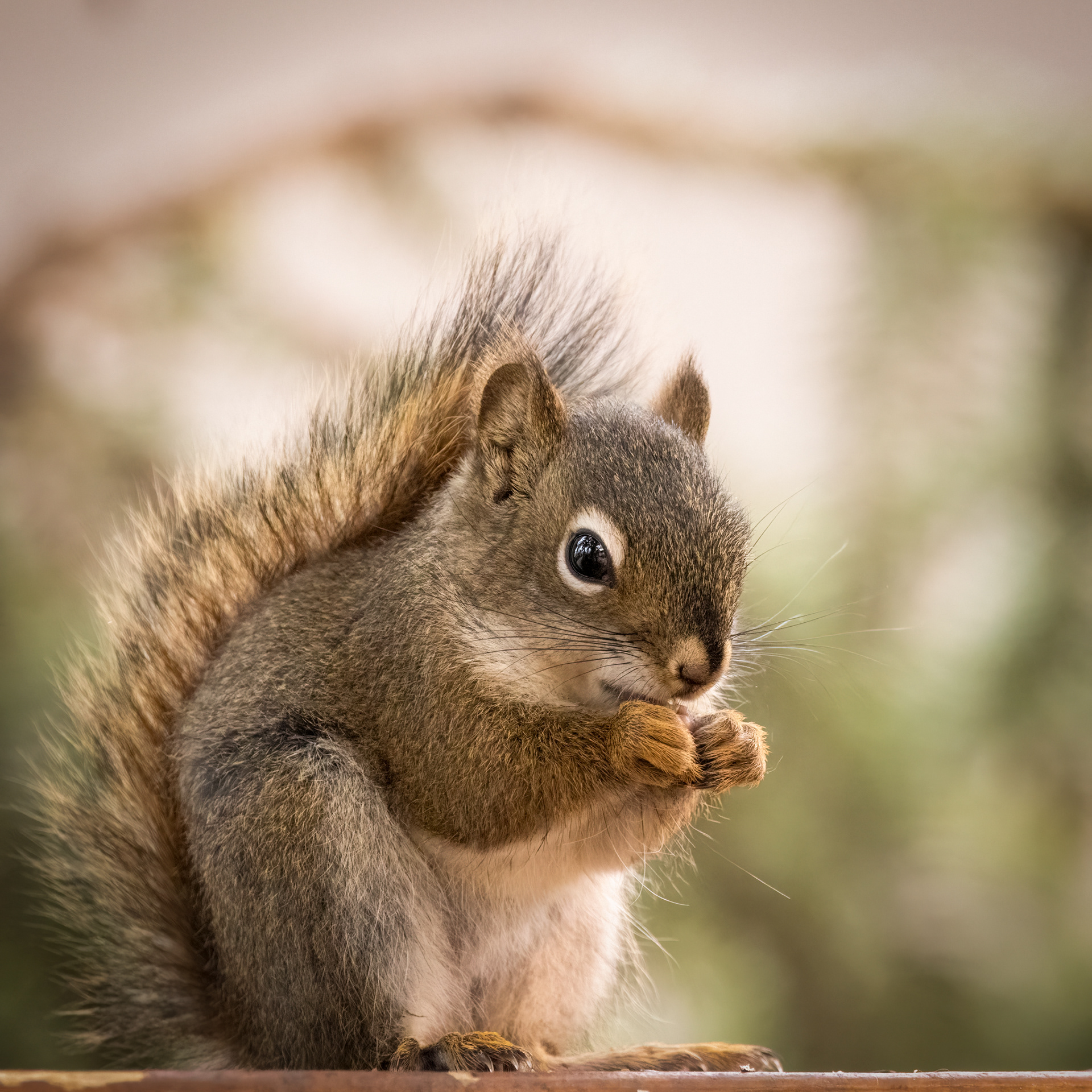 red squirrel