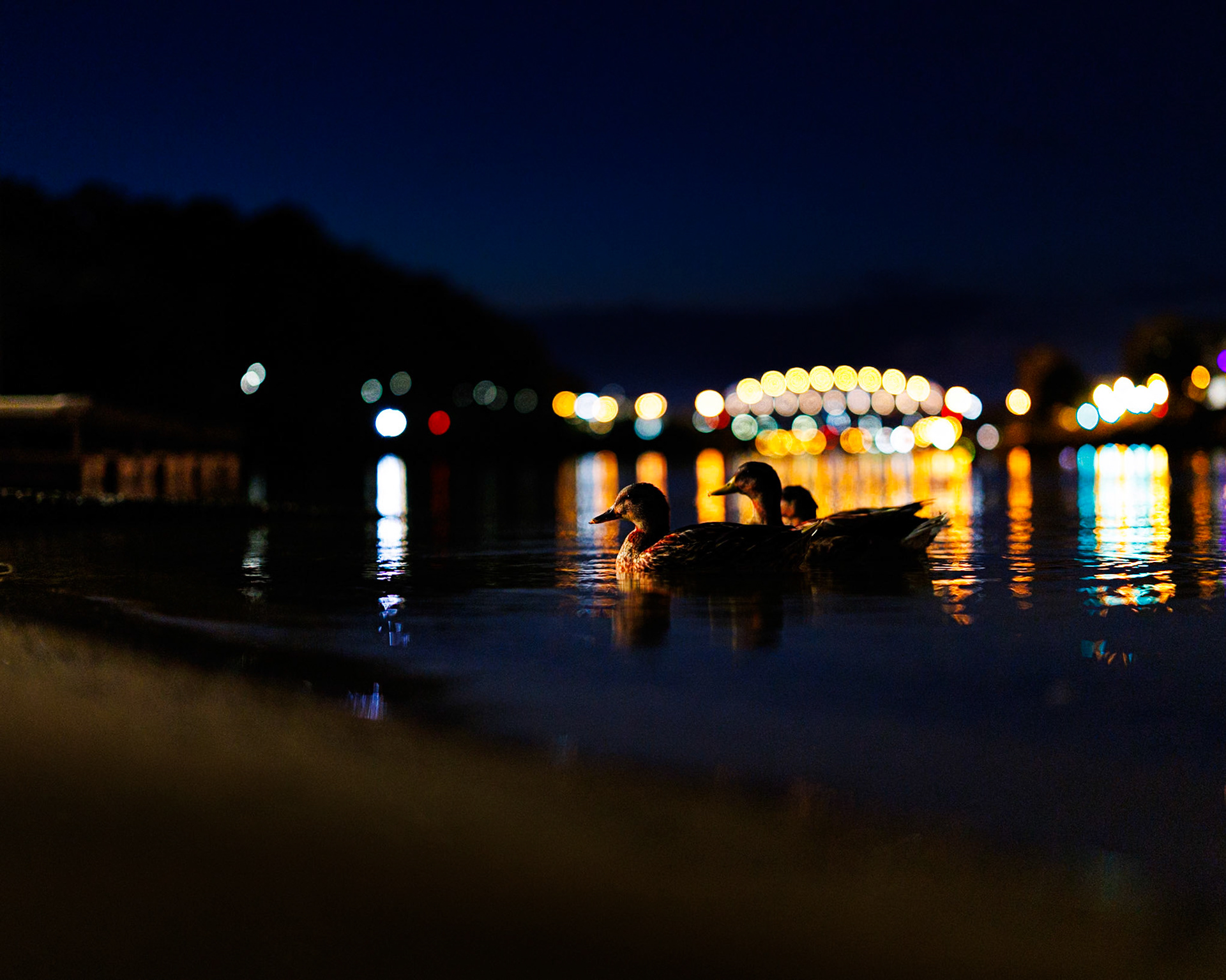 Super cute trio of ducks in the Kanawha River at night