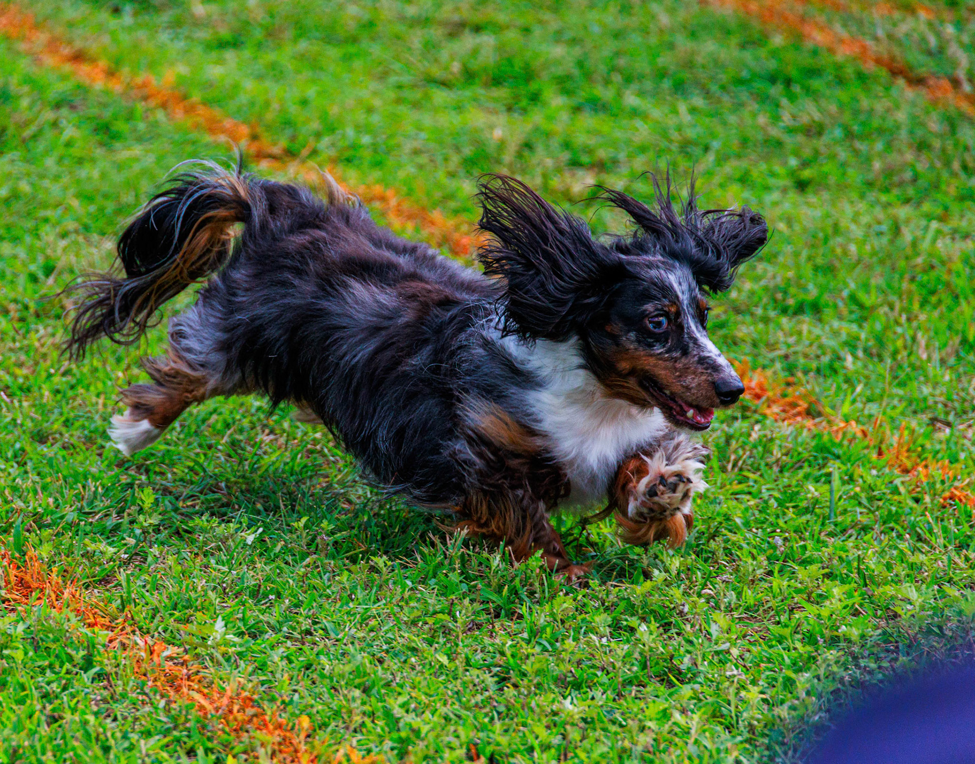 weenie dog races, Regatta 2024