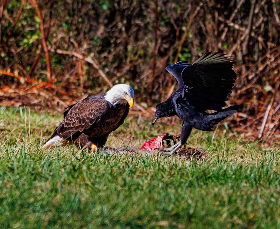 A Bald Eagle and Black Vulture both trying to get some lunch.