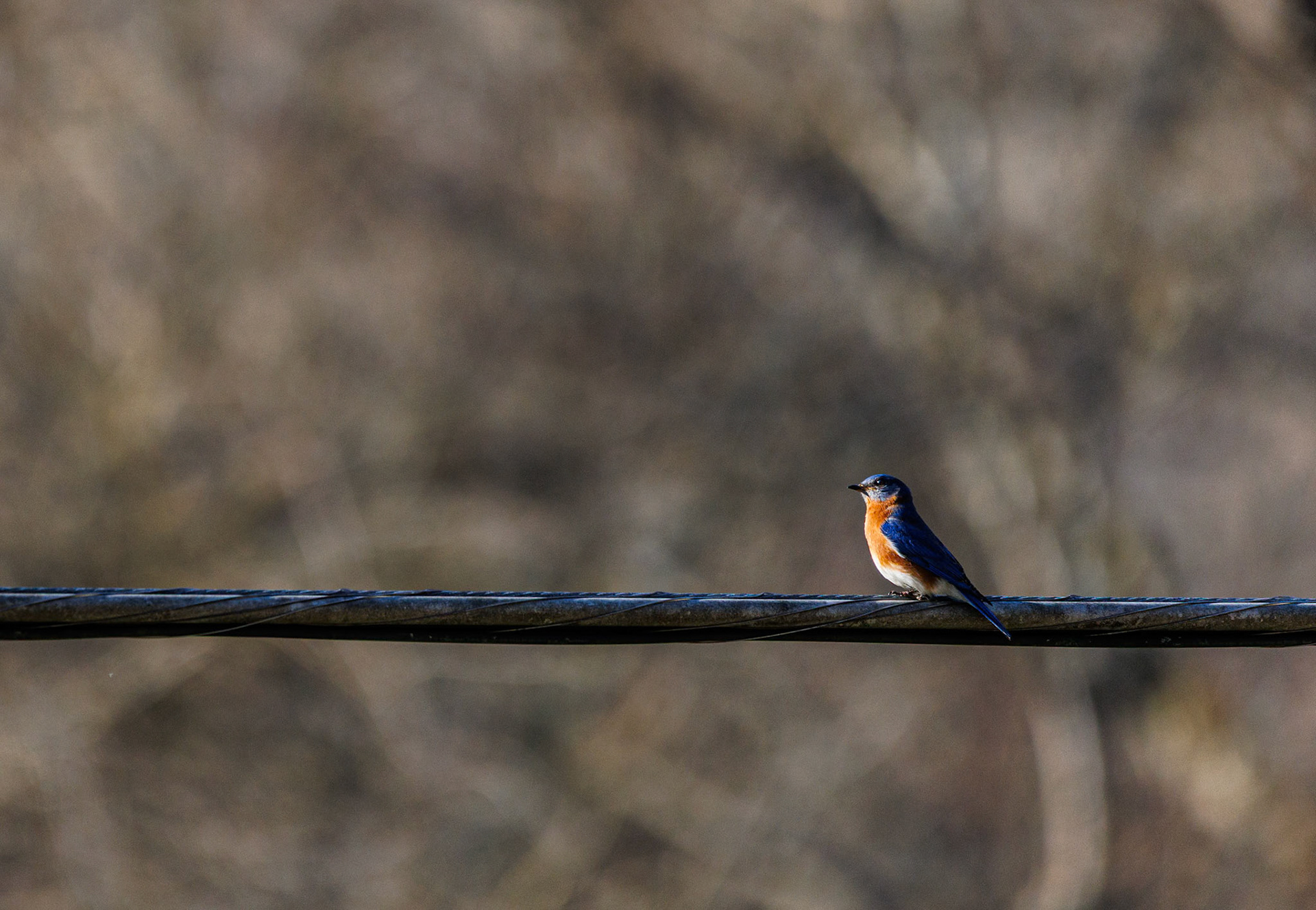 Pretty little Eastern Bluebird on a powerline near sunset.
