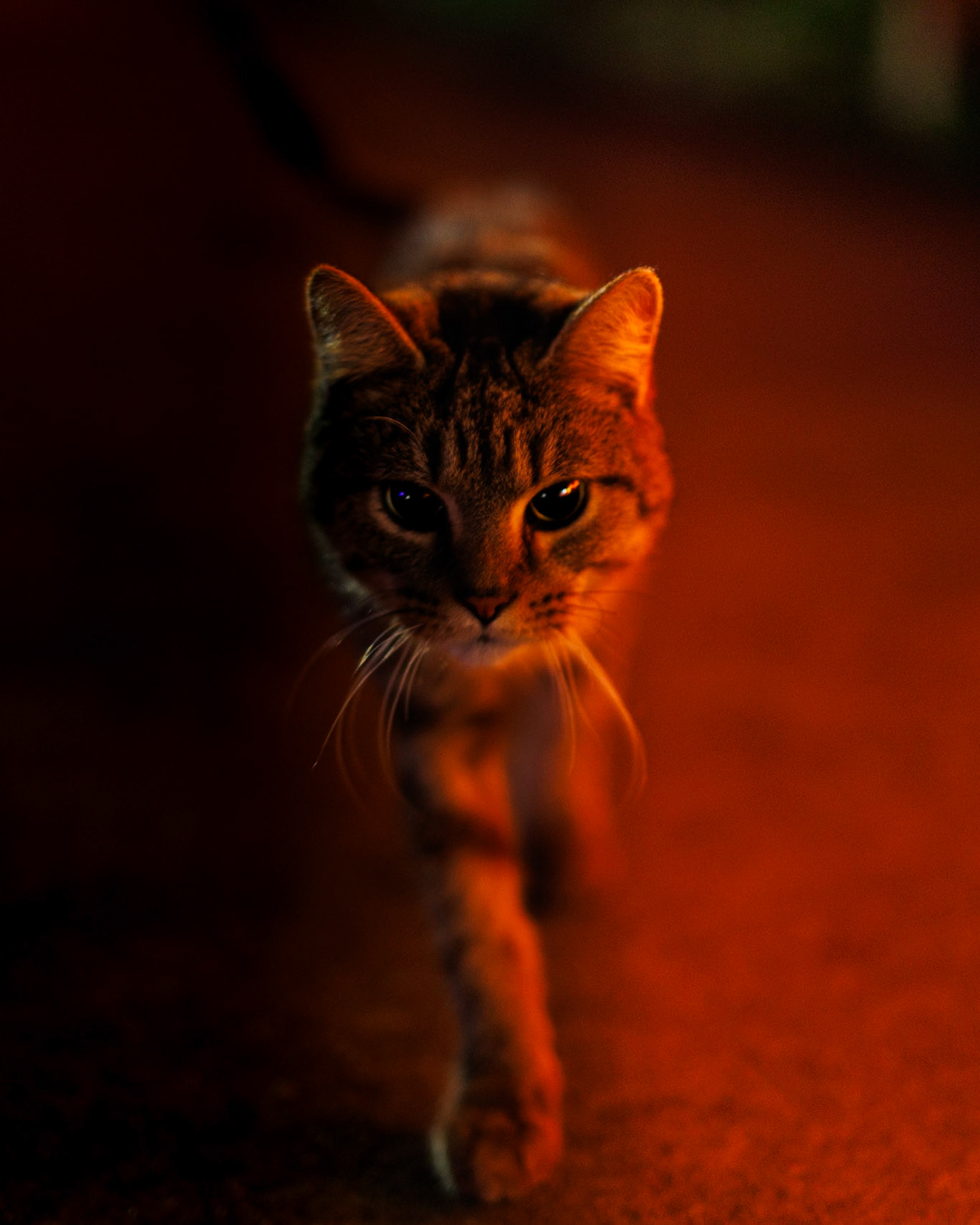 This precious kitty followed us around all night at the Kenova Pumpkin house. Loved these pictures I got of it, it almost looks fake
