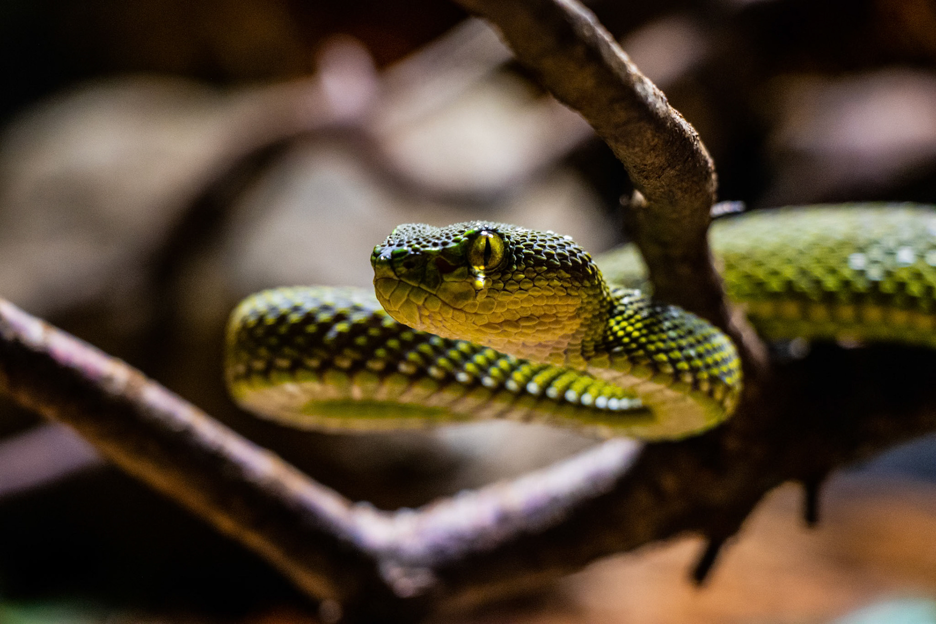 I loved how the light shines through this snake's eye and lights up.