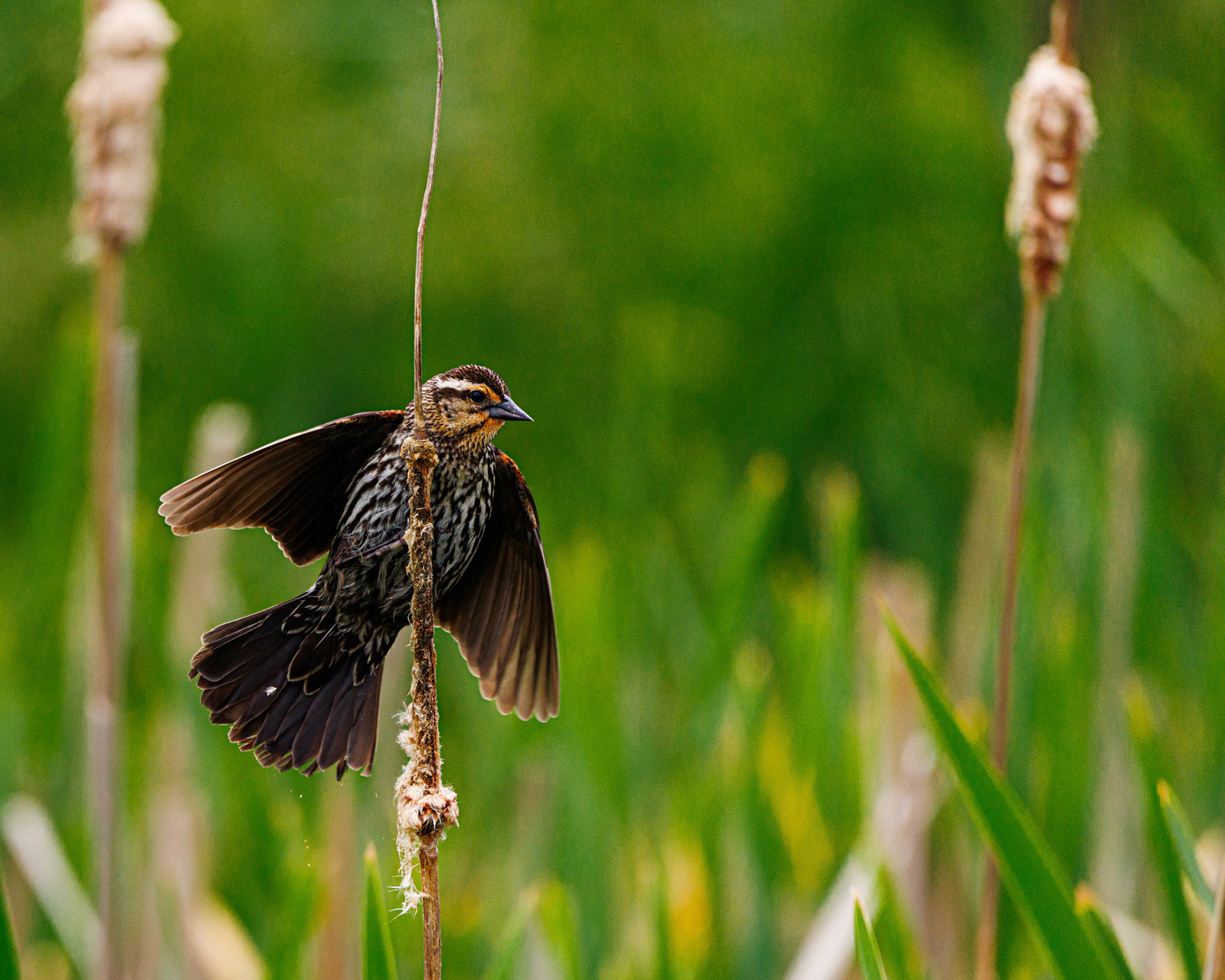 A female Red Winged Blackbird handing around some cattails at Hawk Knob Cidery