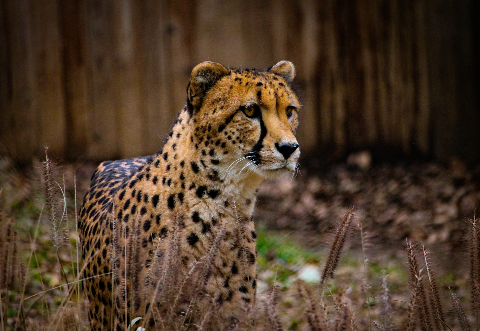 Beautiful Cheetah at the National Zoo in Washington D.C.. This guy was laser focused on a deer that was grazing on a small hill maybe 25 yards from the cheetah enclosure. Very intimidating seeing them try to figure out if there was any way they could get to that deer. Such cool cats.