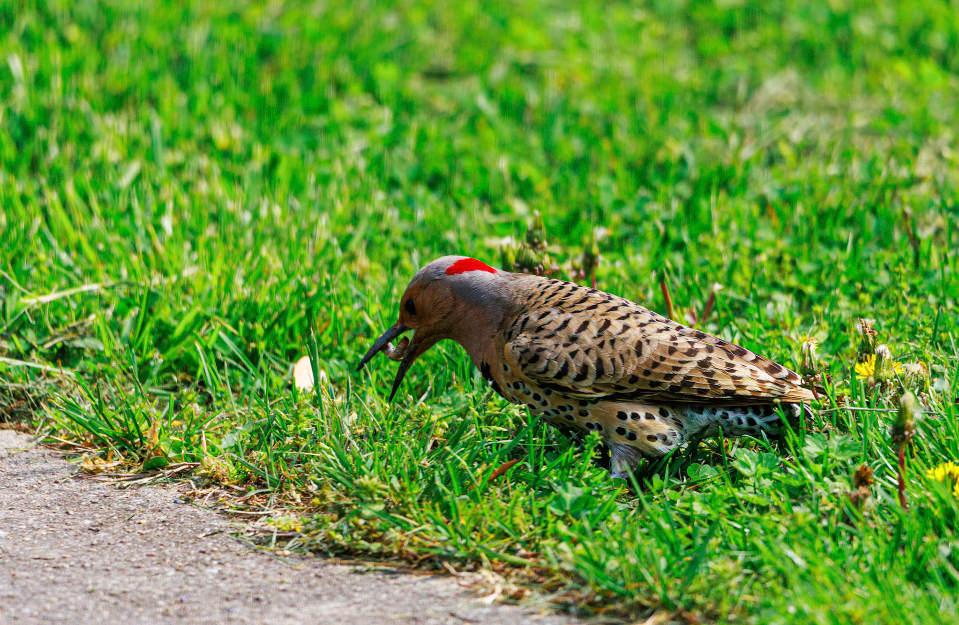 This Northern Flicker was having a great day walking around our yard and finding all kinds of grubs.