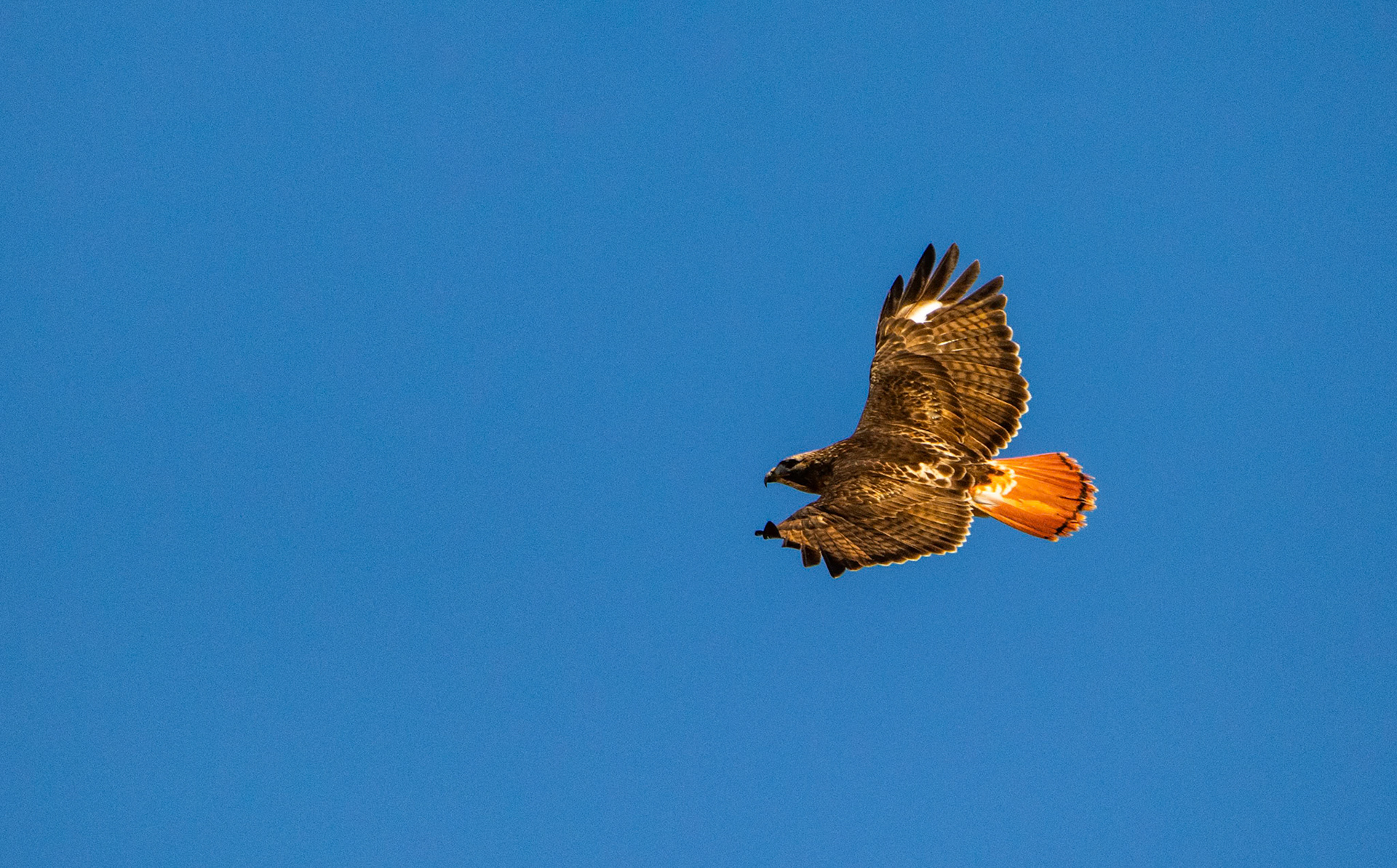 Such beautiful birds