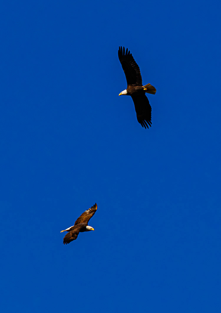 Incredible pair of Bald Eagles, flying around with each other. They're such amazing birds
