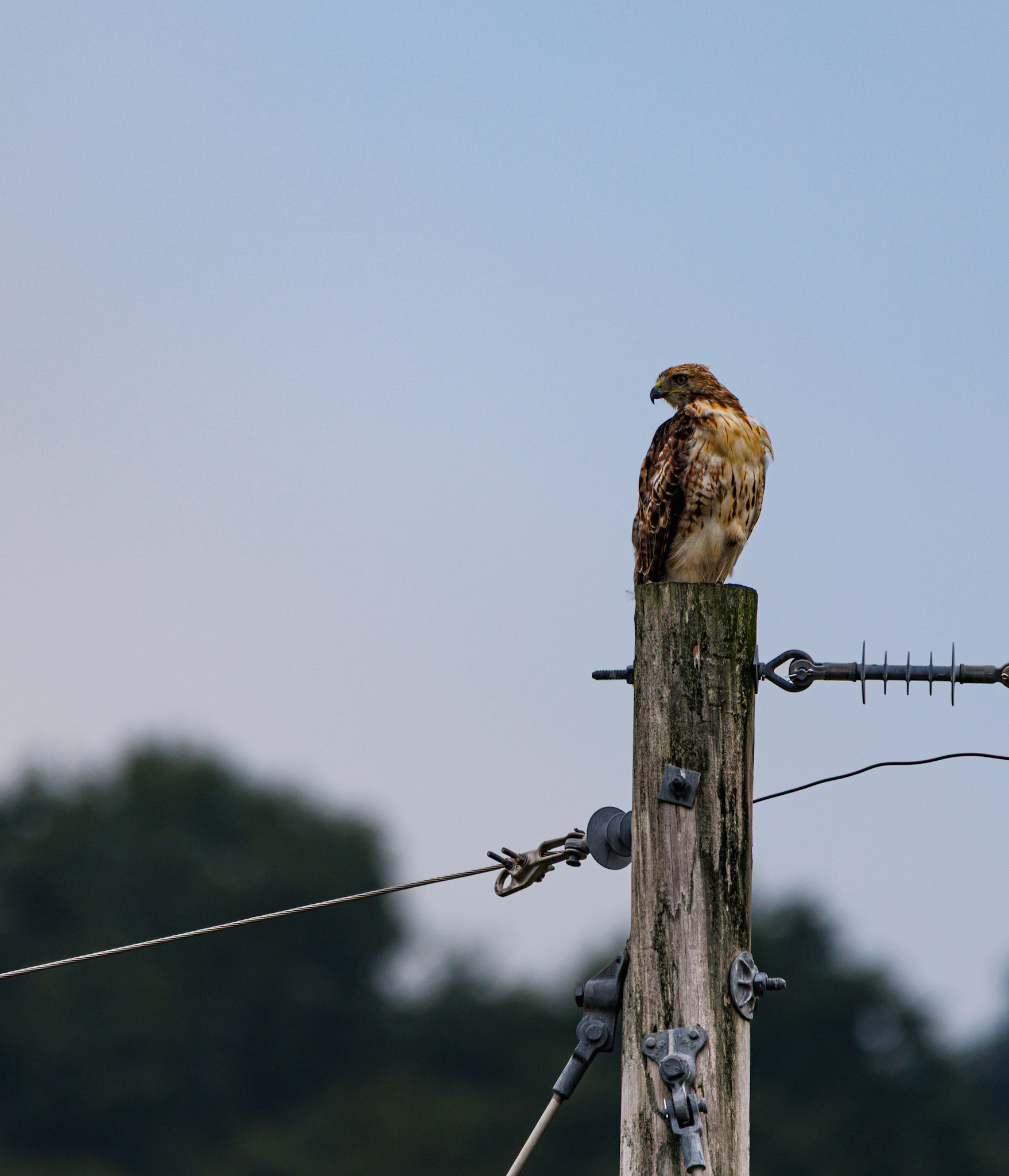 Beautiful Red Tailed Hawk seen by the road on Rt 33 heading to Columbus.