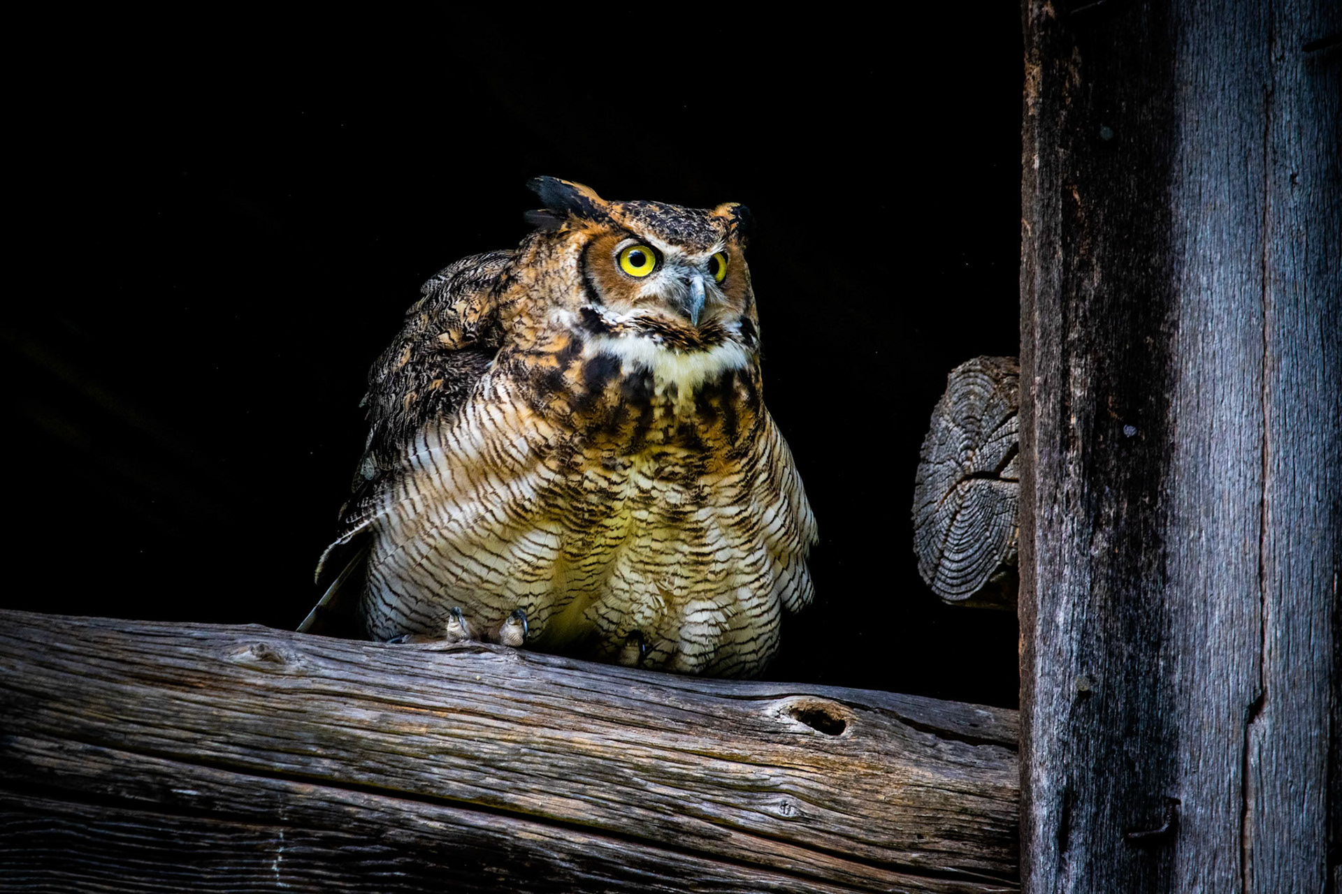 Hoolie the Great Horned Owl at a Three Rivers Avian Center photography workshop in 2022. She had just gotten set up here and then saw their Red Tailed Hawk and poofed up. Super cool to see.