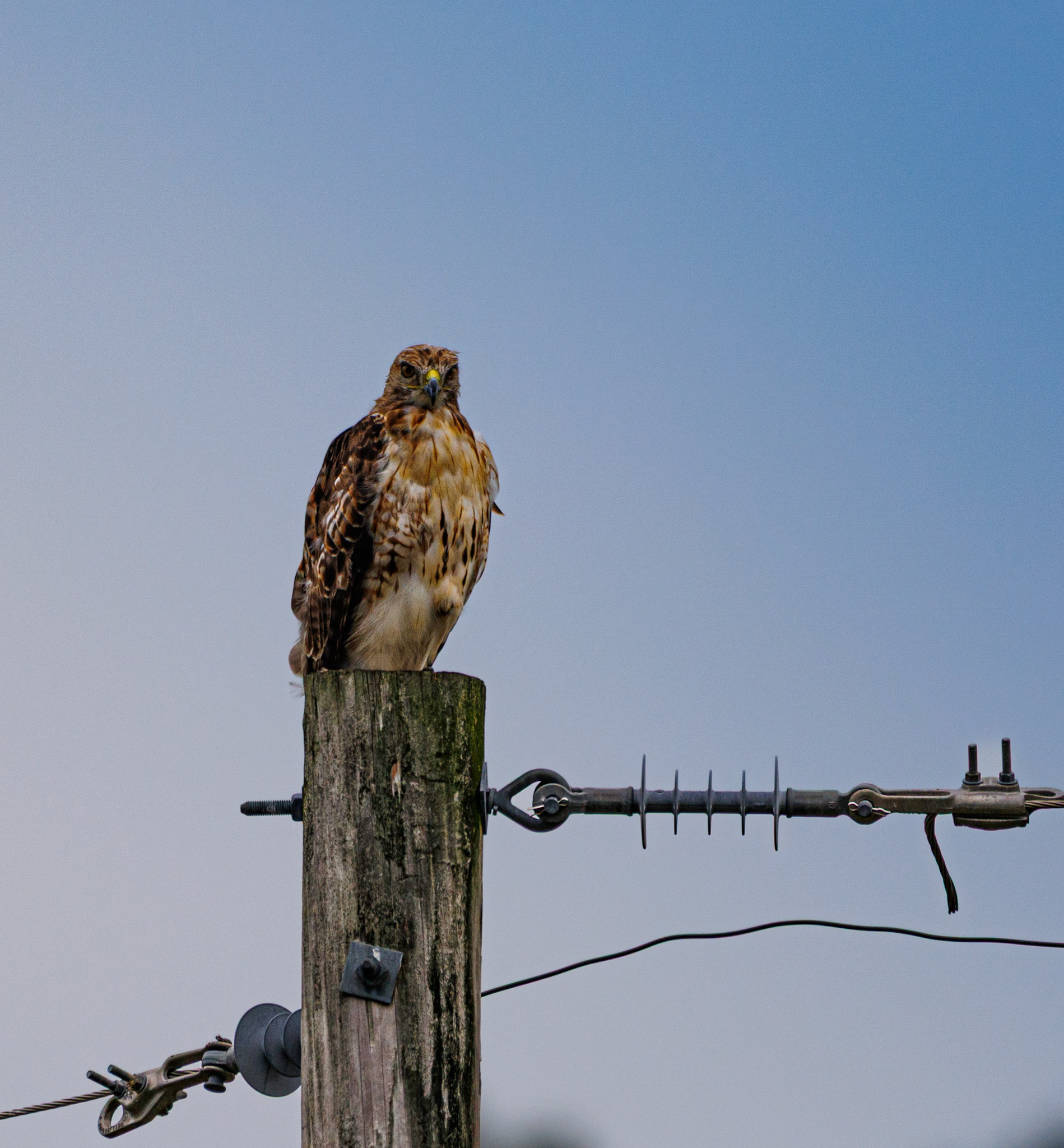 Beautiful Red Tailed Hawk seen by the road on Rt 33 heading to Columbus.
