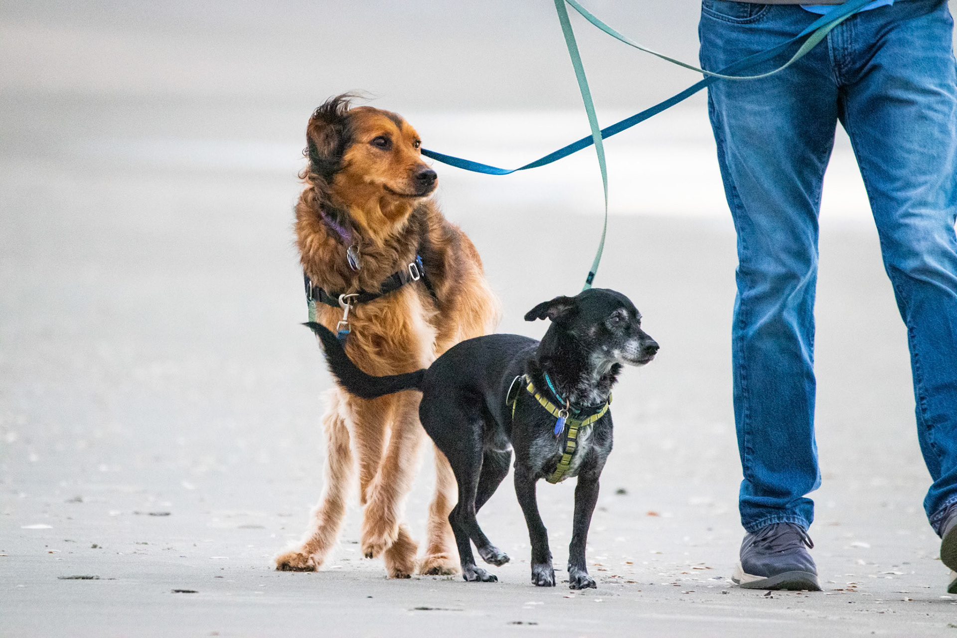A couple other dogs walking on the beach.