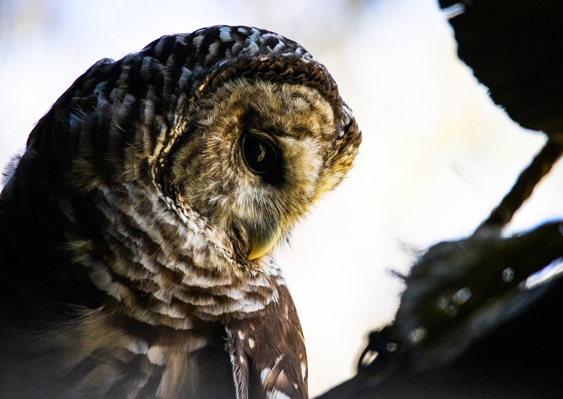 Riffle the Barred Owl from Three Rivers Avian Center. I was really happy with how this one turned out.