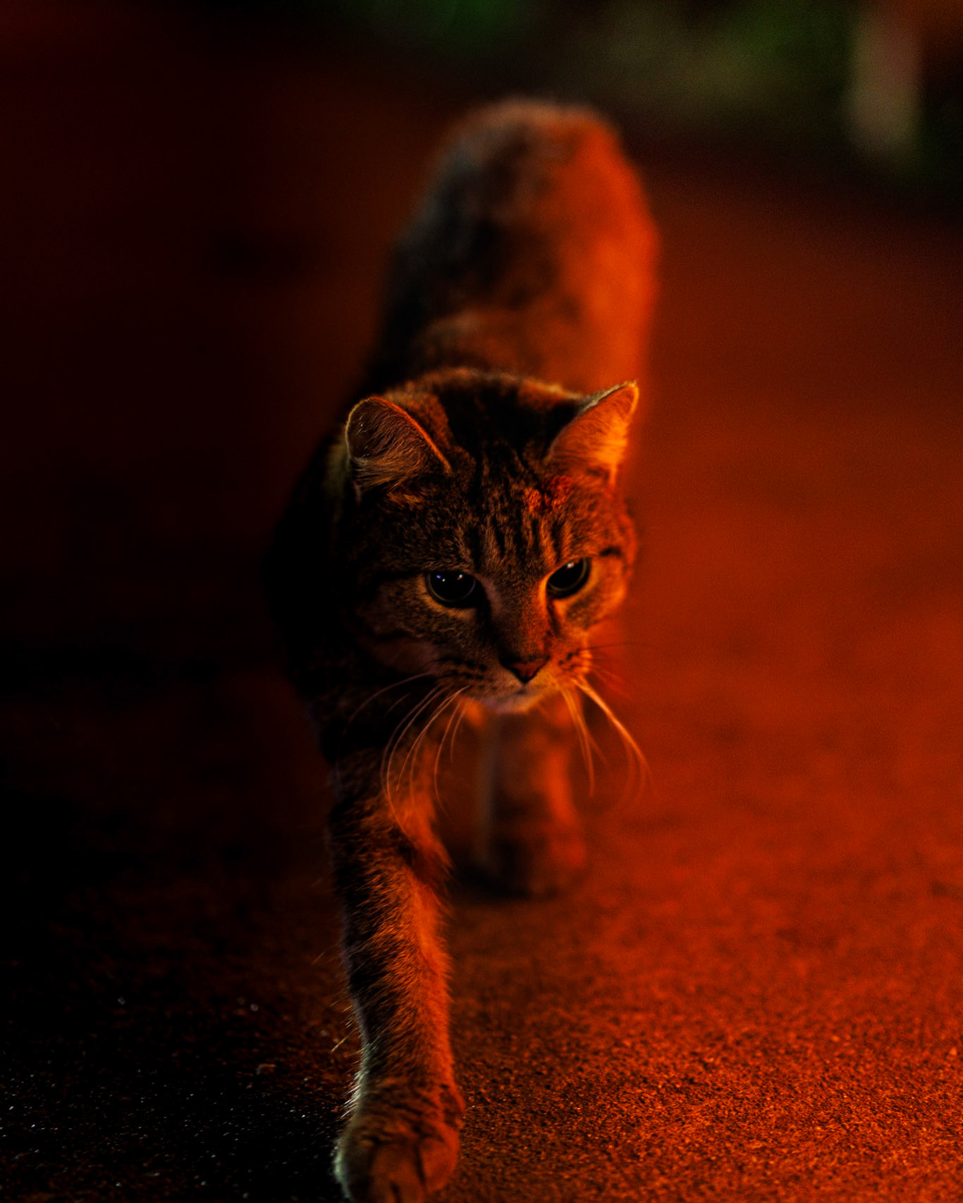 This precious kitty followed us around all night at the Kenova Pumpkin house. Loved these pictures I got of it, it almost looks fake