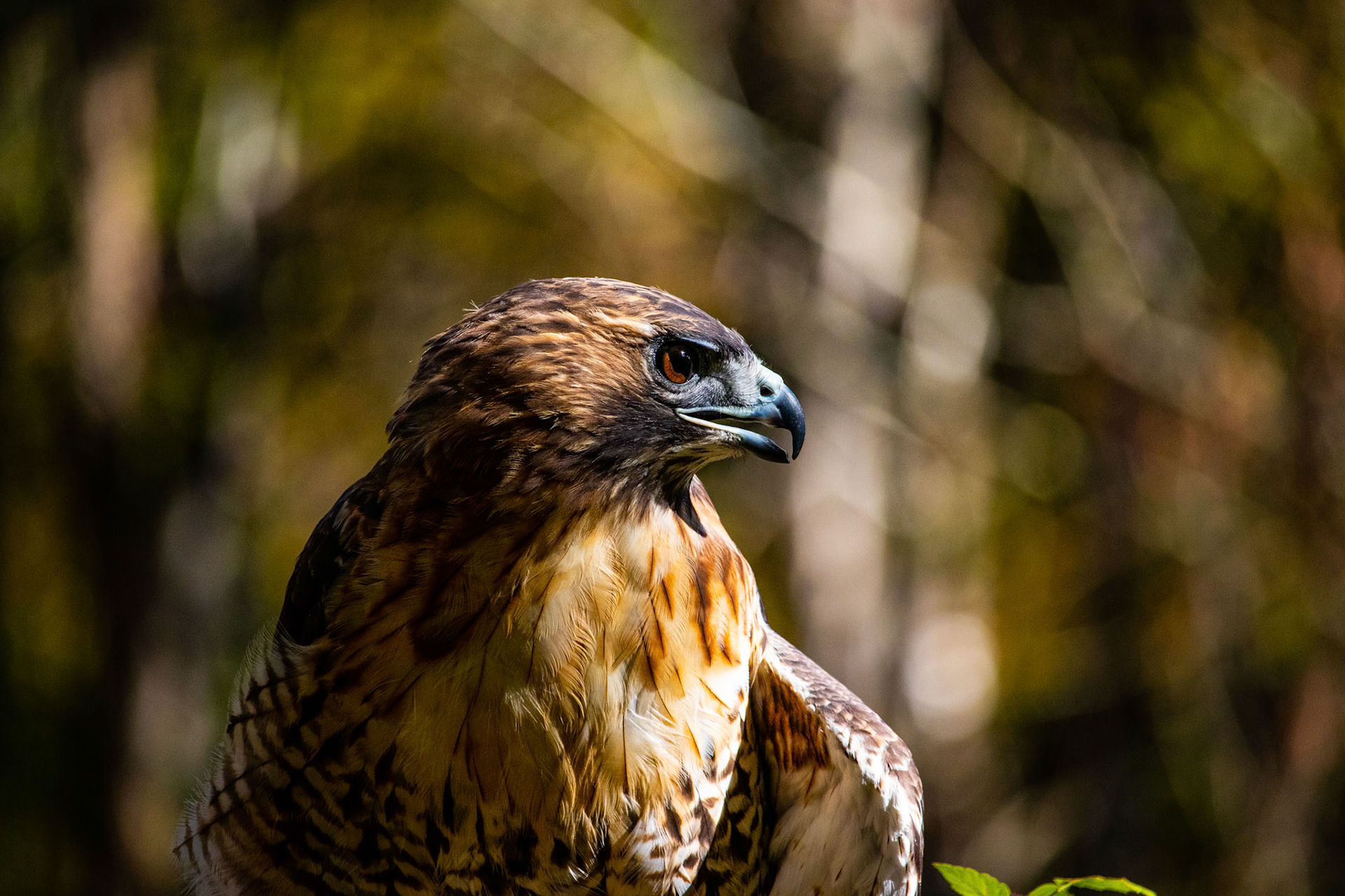 Red Tailed Hawk from Three Rivers Avian Center
