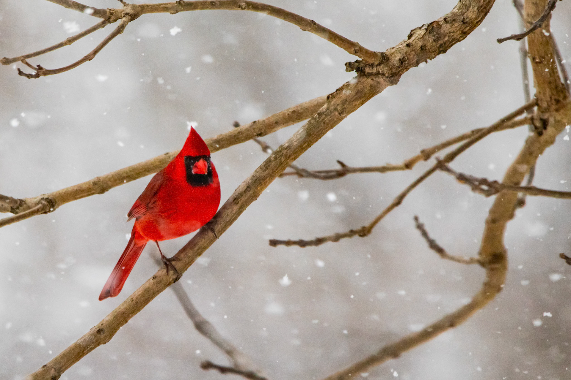 Northern Cardinals always look so striking in the snow.