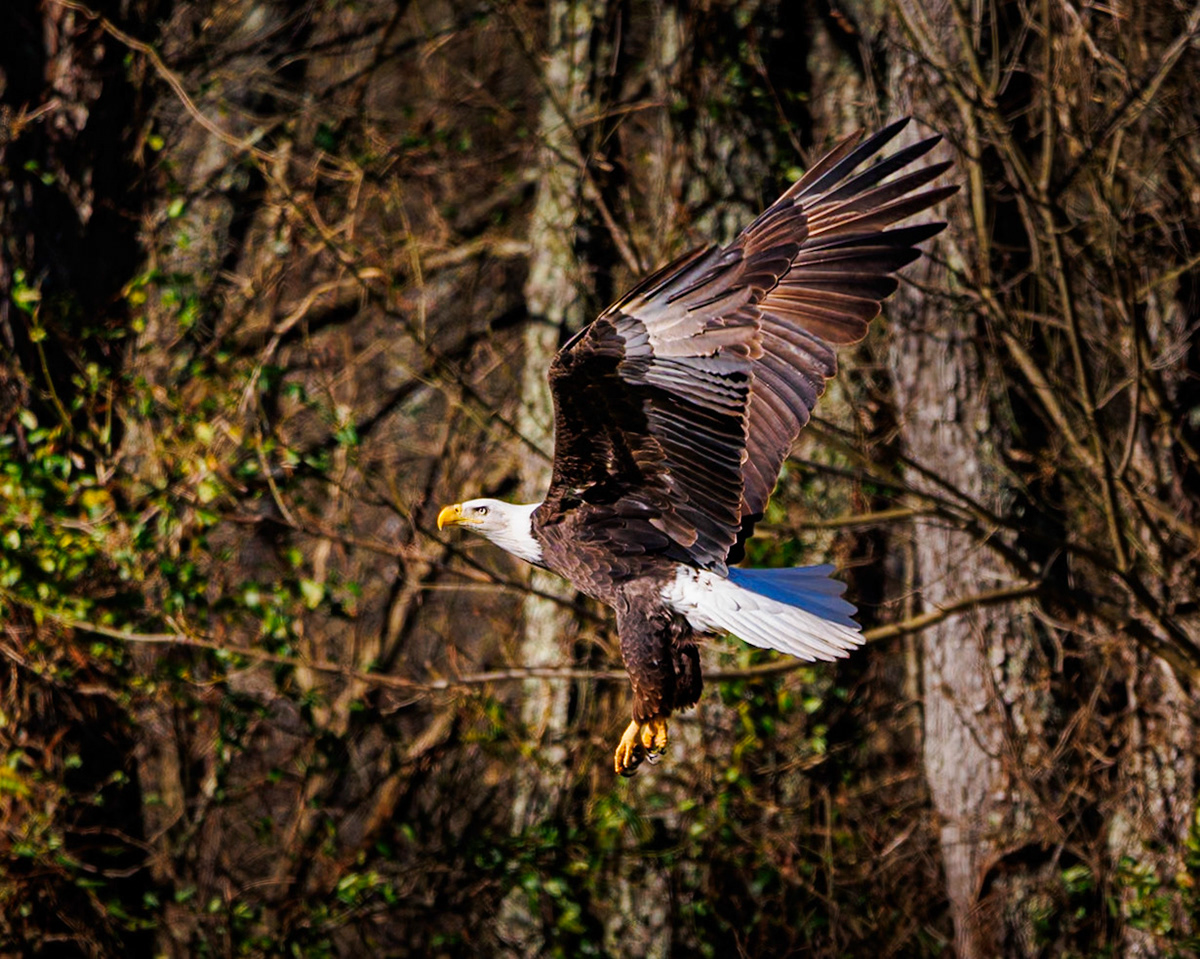 This beautiful Bald Eagle flying away from a field