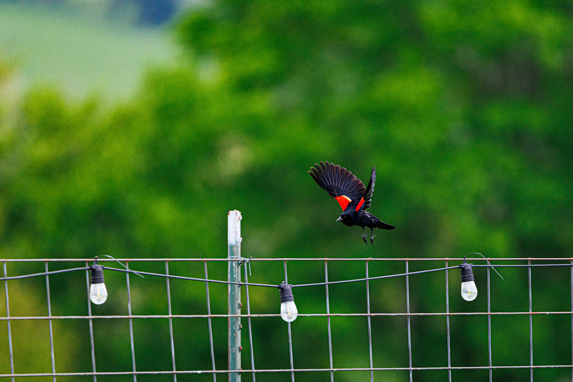 Red Winged Blackbird flying along a fence at Hawk Knob Cidery