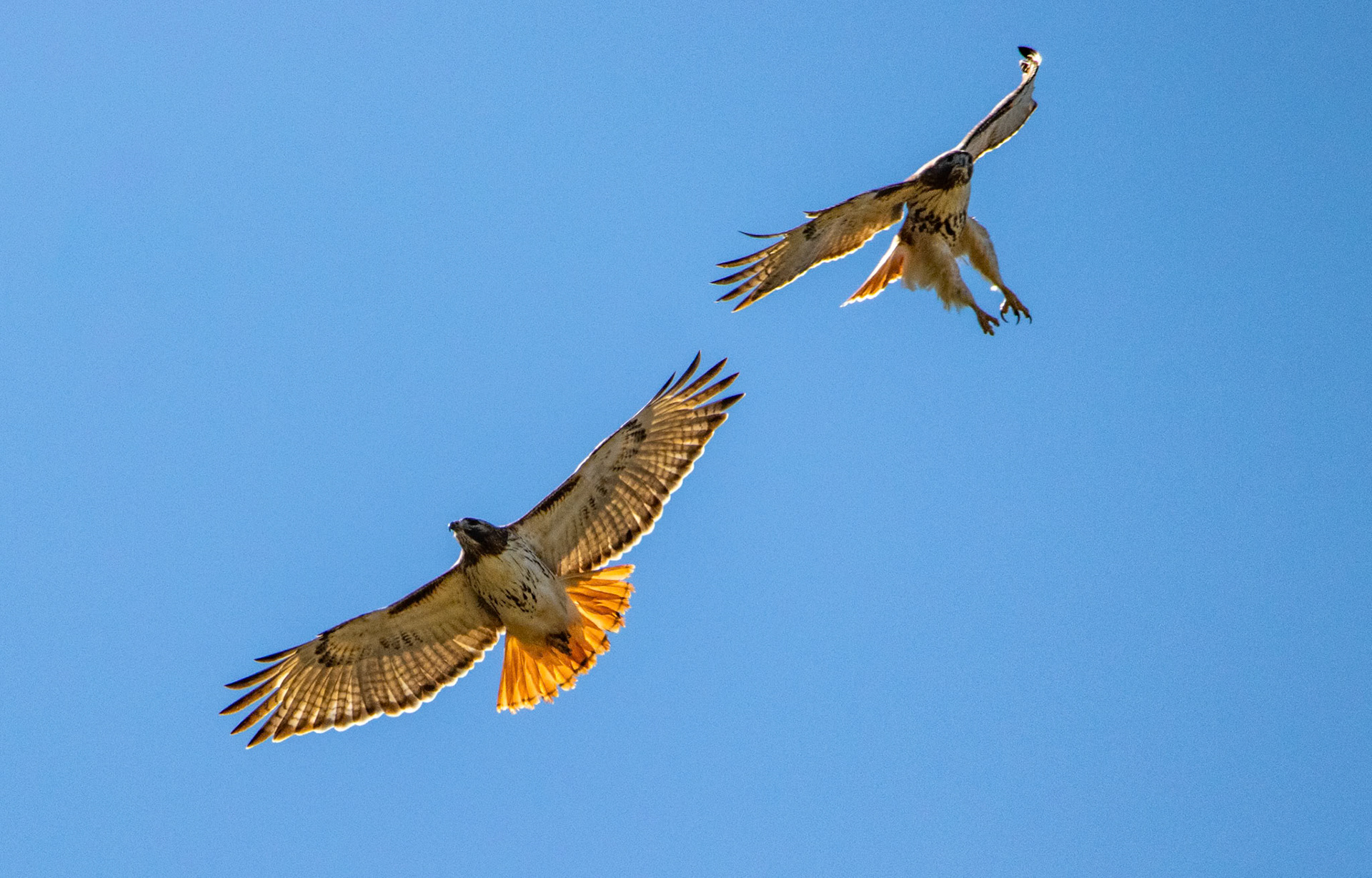I couldn't believe I was able to get these shots. These two were circling around each other for just a minute or two and came close enough to each other to capture them in the same frame. I'm not sure, but I assume the one with it's legs down is maybe a juvenile that isn't as used to flying.