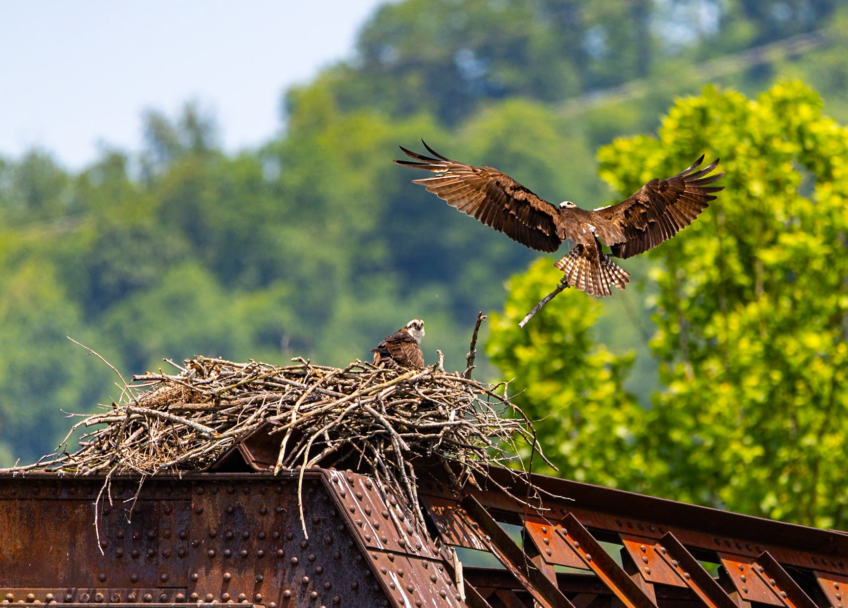 Amazing Ospreys working on their nest at Gauley Bridge. Great to see this couple return for another year