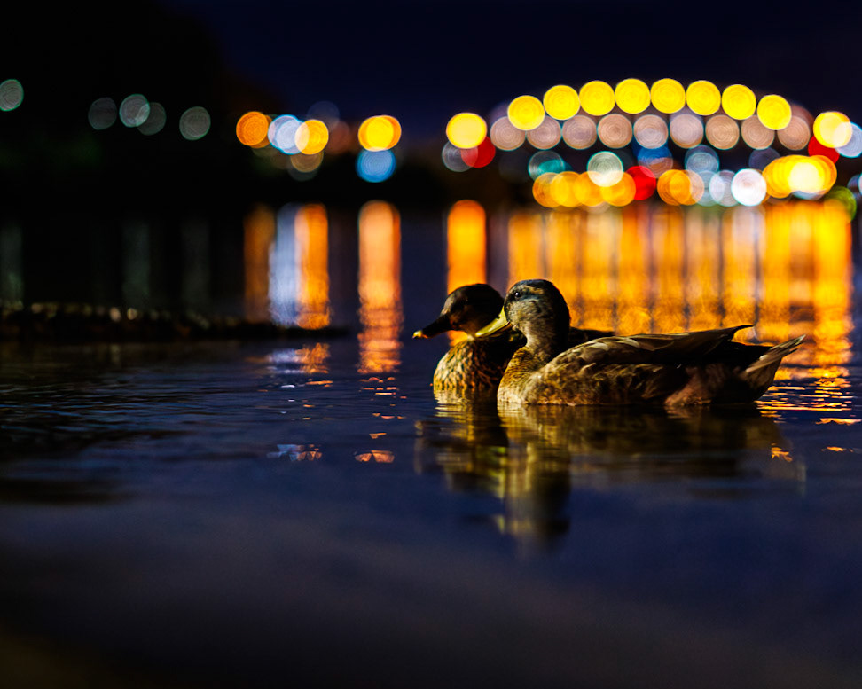 Super cute pair of ducks in the Kanawha River at night