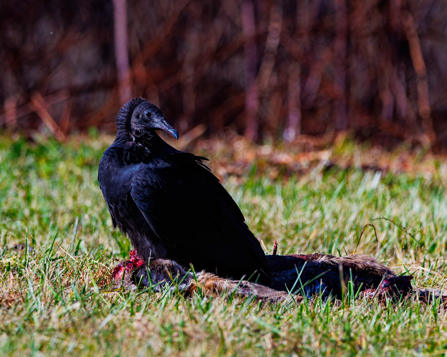 This Black Vulture was loving this unfortunate roadkill. This was the first time I remember seeing one of them in my area. They're much more rare than the Turkey Vultures we typically see.
