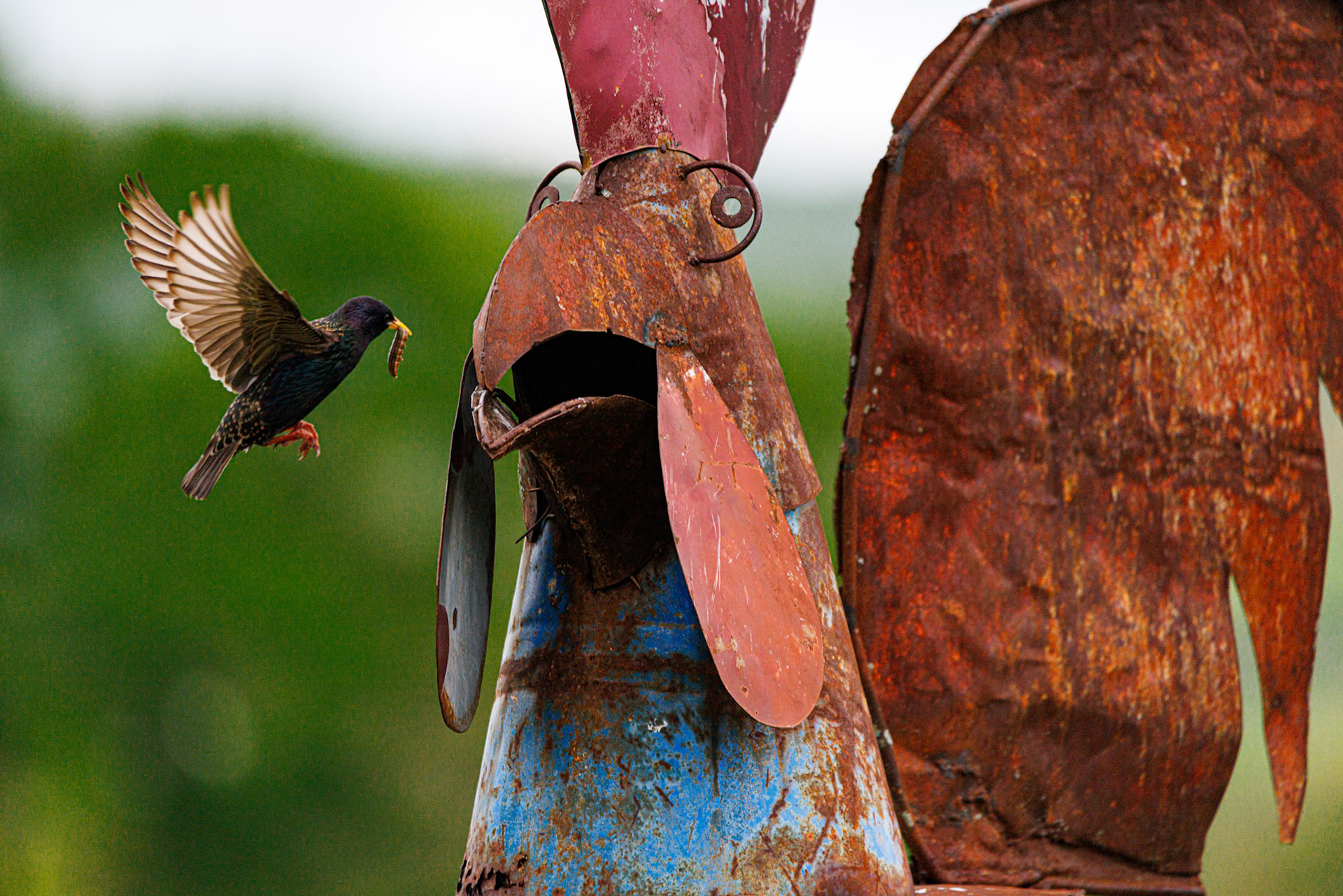 This Starling has a nest in the mouth of this metal rooster! Love how this one turned out.