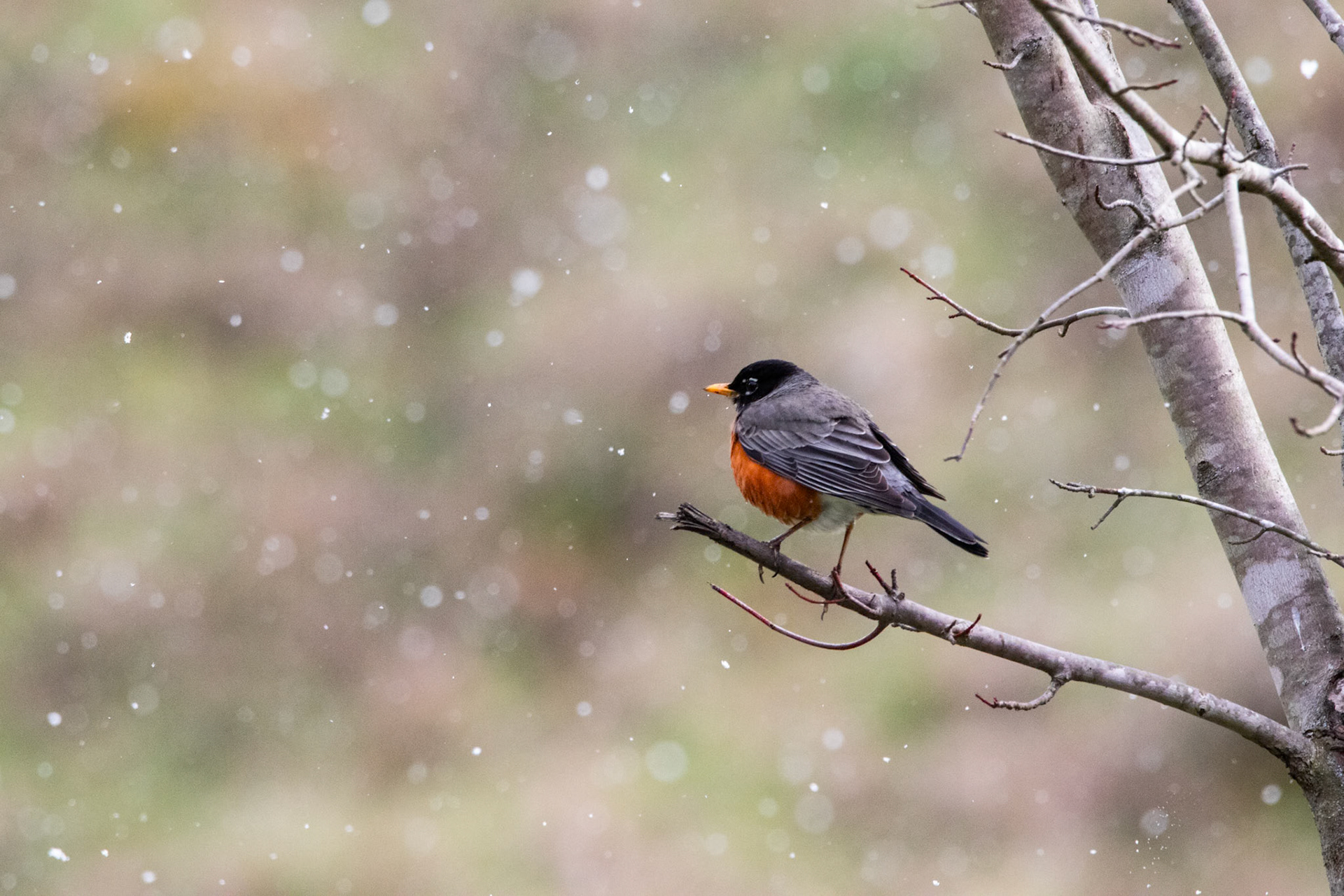 American Robin in the snow at the Sutton Dam in Sutton, WV