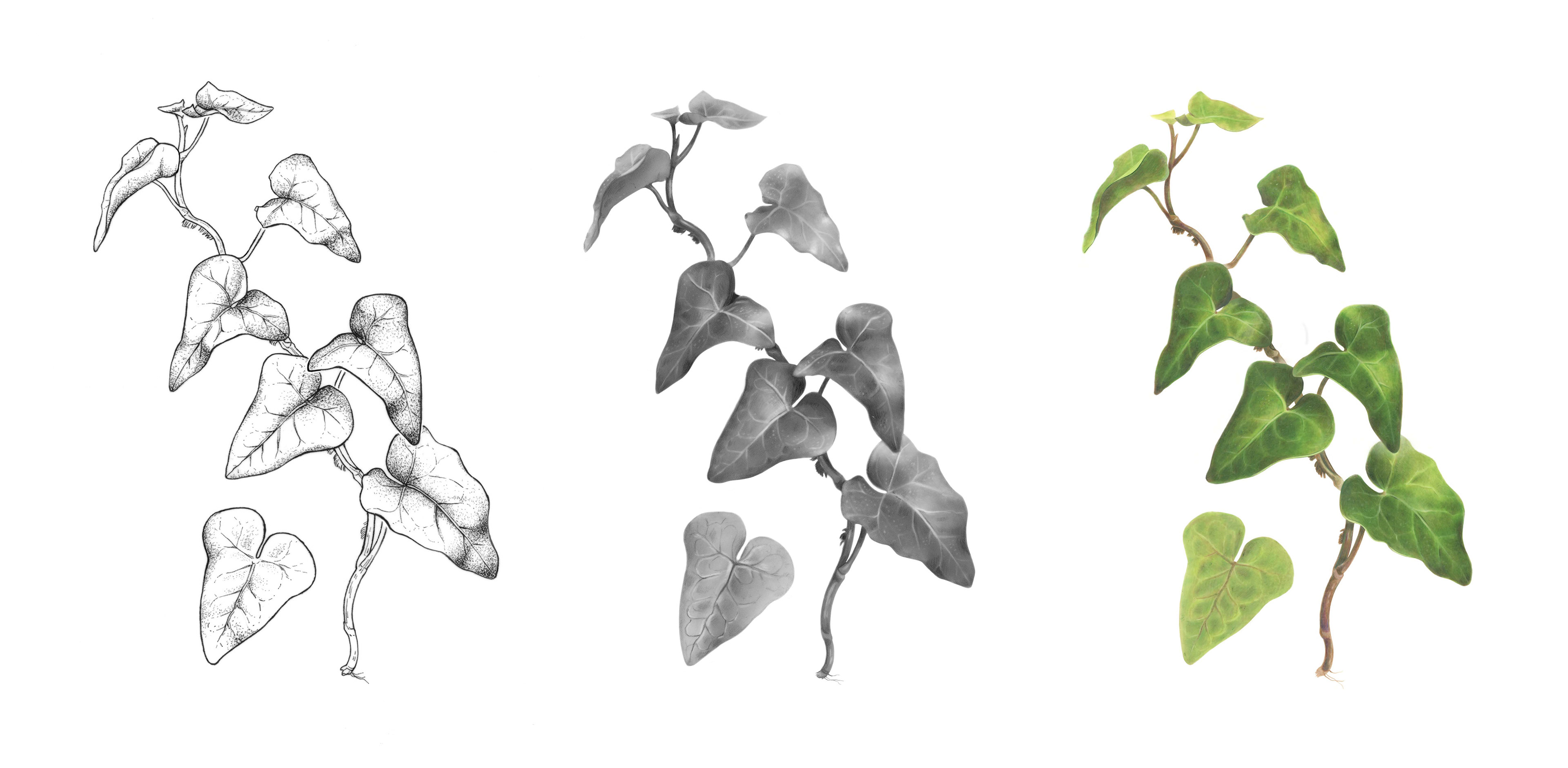 Lifesize Scientific Illustration of Hedera Helix (English Ivy); ink, graphite, colored pencil on mylar grafix film, 2024