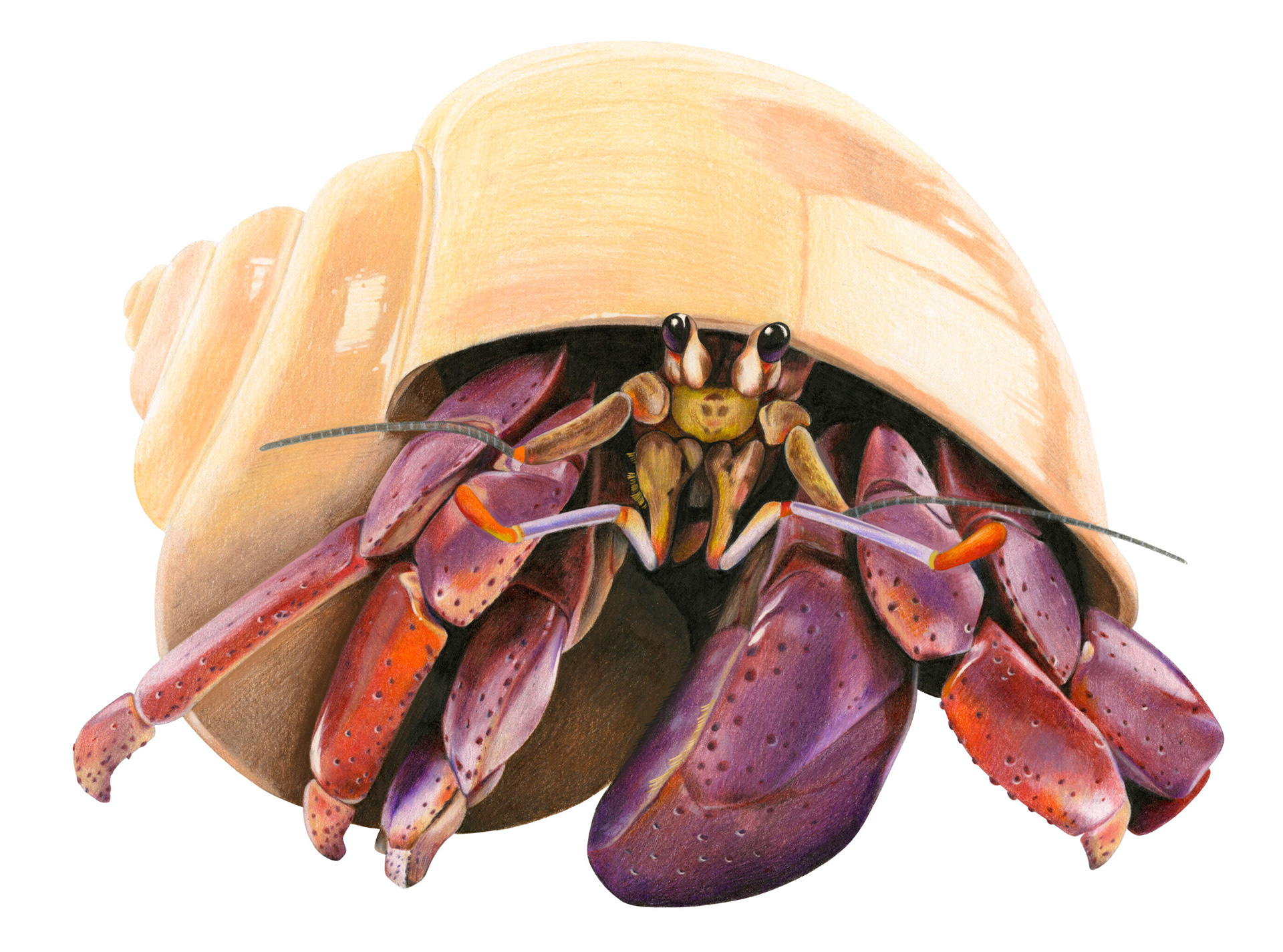 Herbert the Hermit Crab; Colored pencil, digital for cleanup, 2024